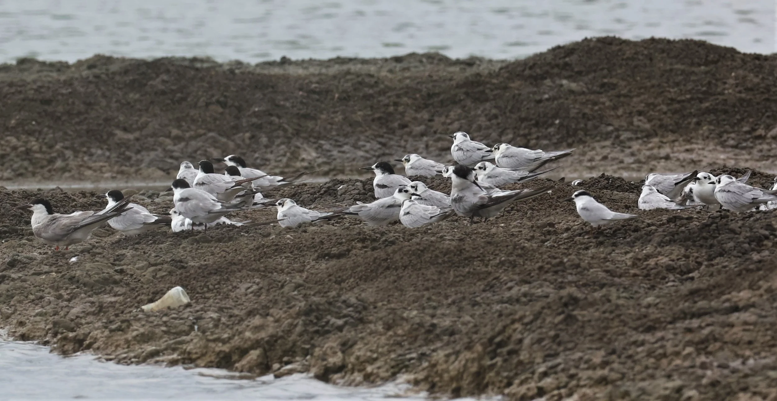 TERN - COMMON TERN - Sterna hirundo - with WHITE-WINGED AND LITTLE - BANG PAKONG SALT PANS CHACHOENGSAO WEST OF RIVER Sep 25 2021 (5).jpg