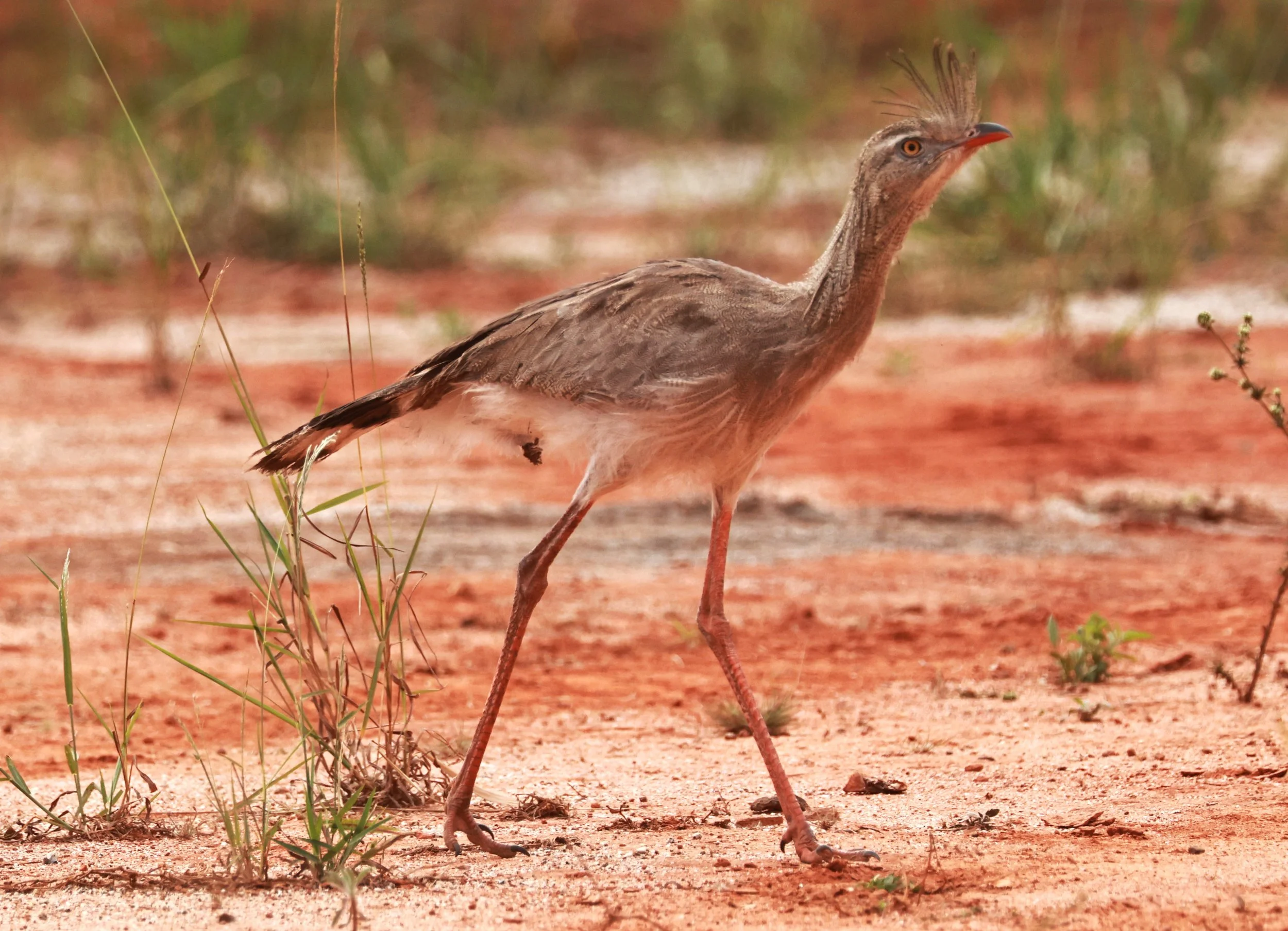 Seriema - Red-legged Seriema - Cariama cristata - Alfonso Claudio, Espirito Santo Brazil (6).JPG