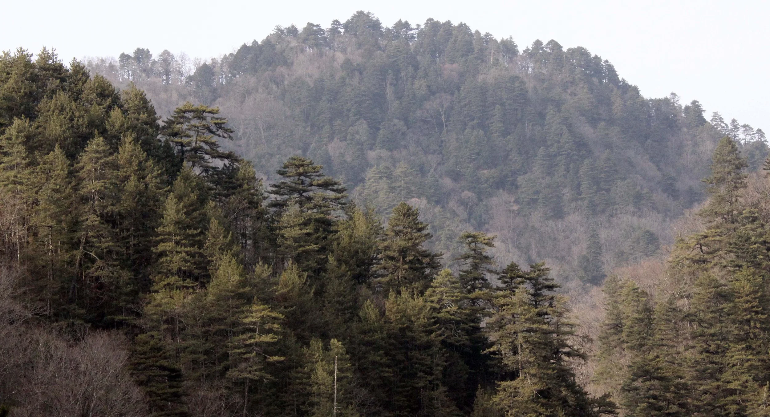 FOPING NATURE RESERVE - SHAANXI PROVINCE CHINA (171).JPG