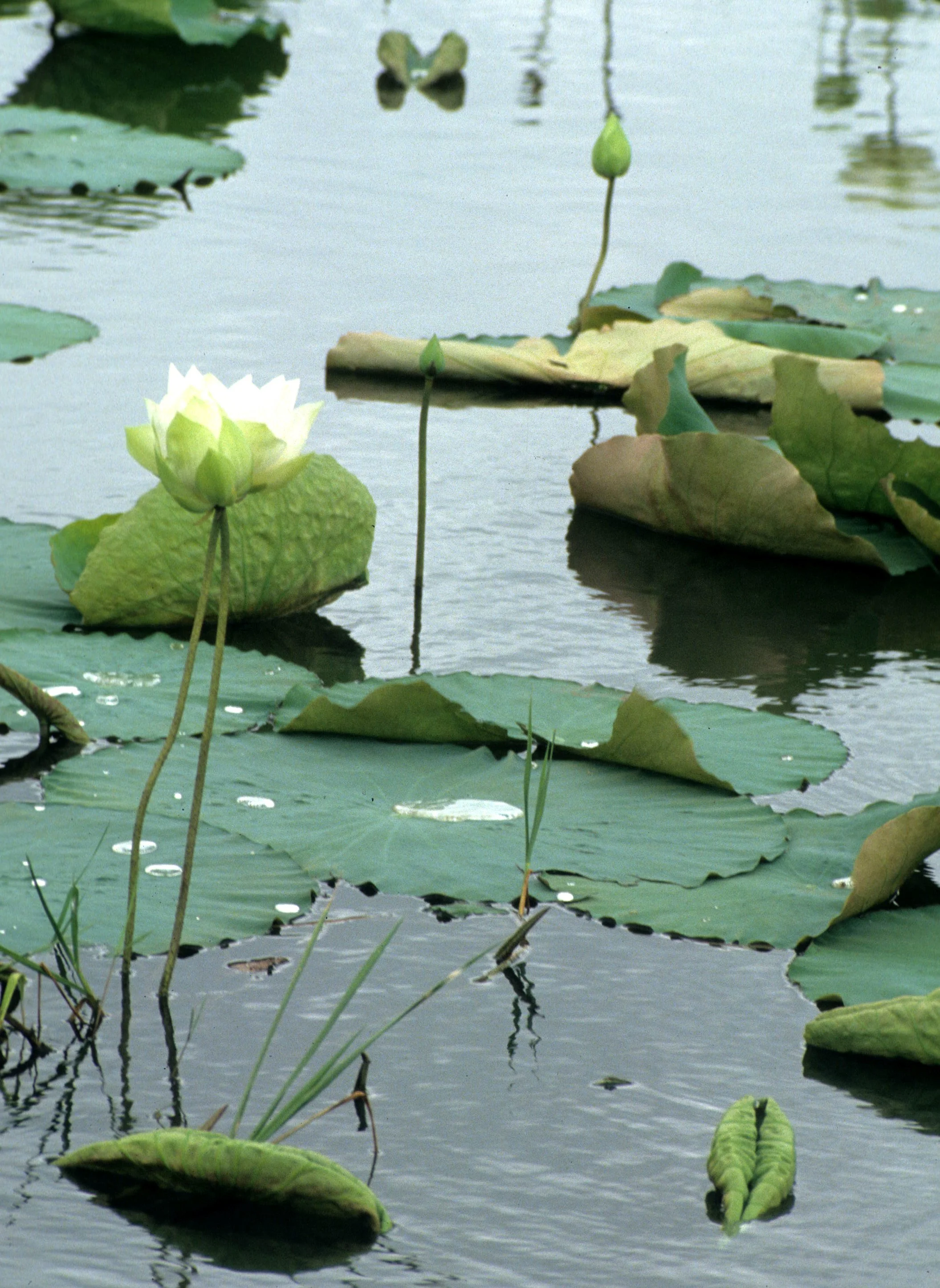 VIET NAM - LOTUS PLANTS (2).jpg
