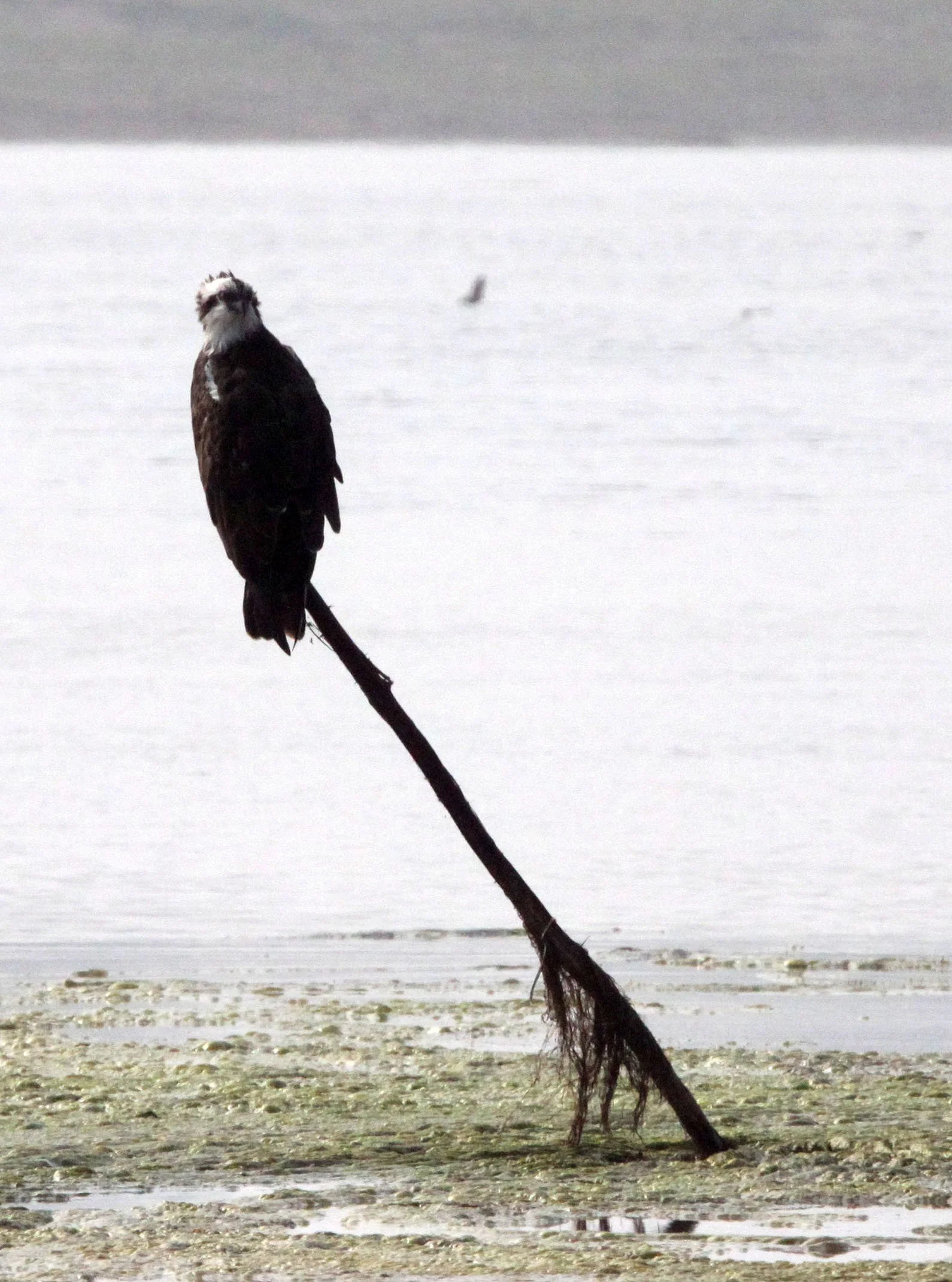 Pandion haliaetus - OSPREY - CHAMBAL RIVER SANCTUARY INDIA (5).JPG
