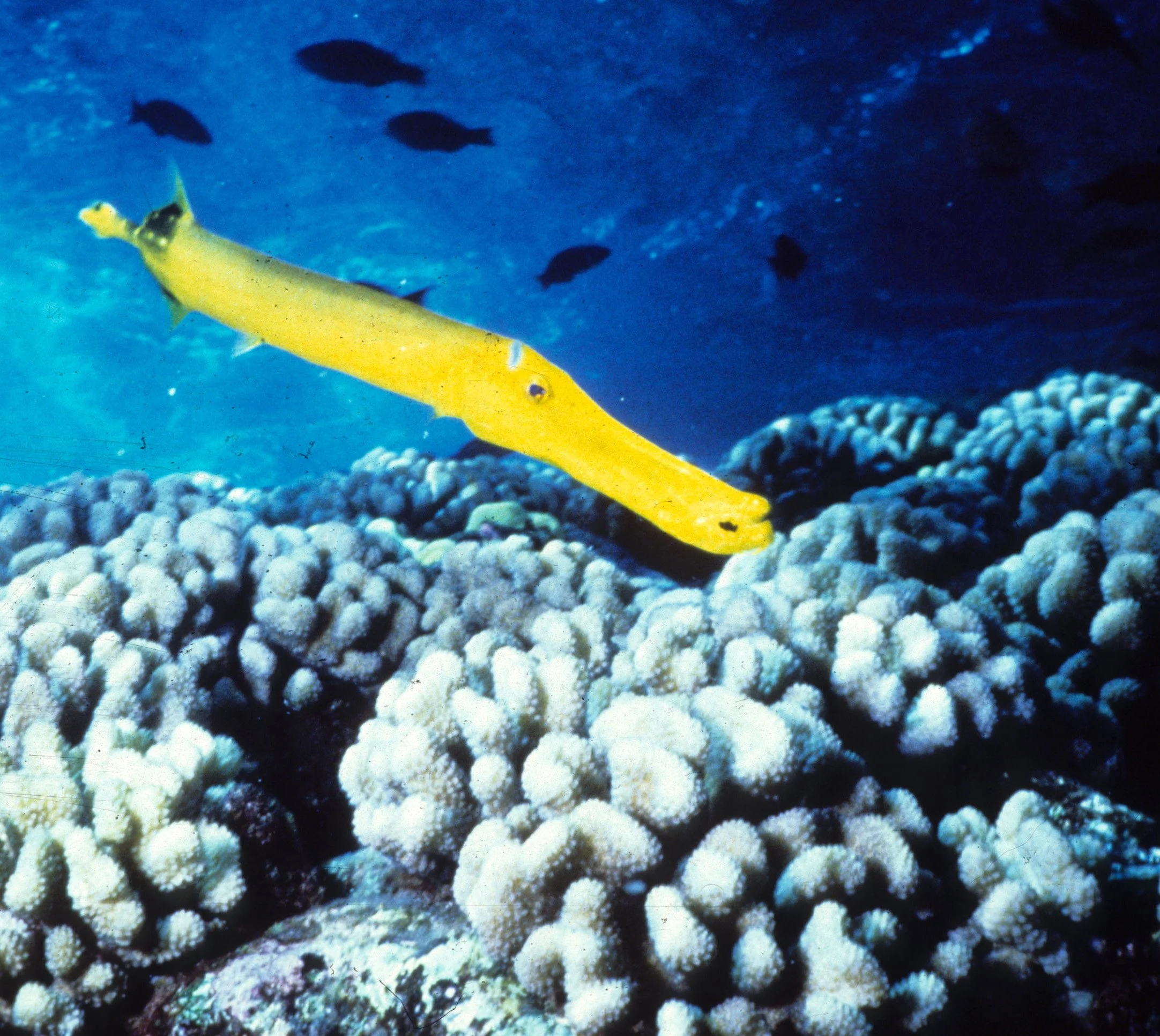 FISH - TROPICAL FISH - HAWAII (8).jpg
