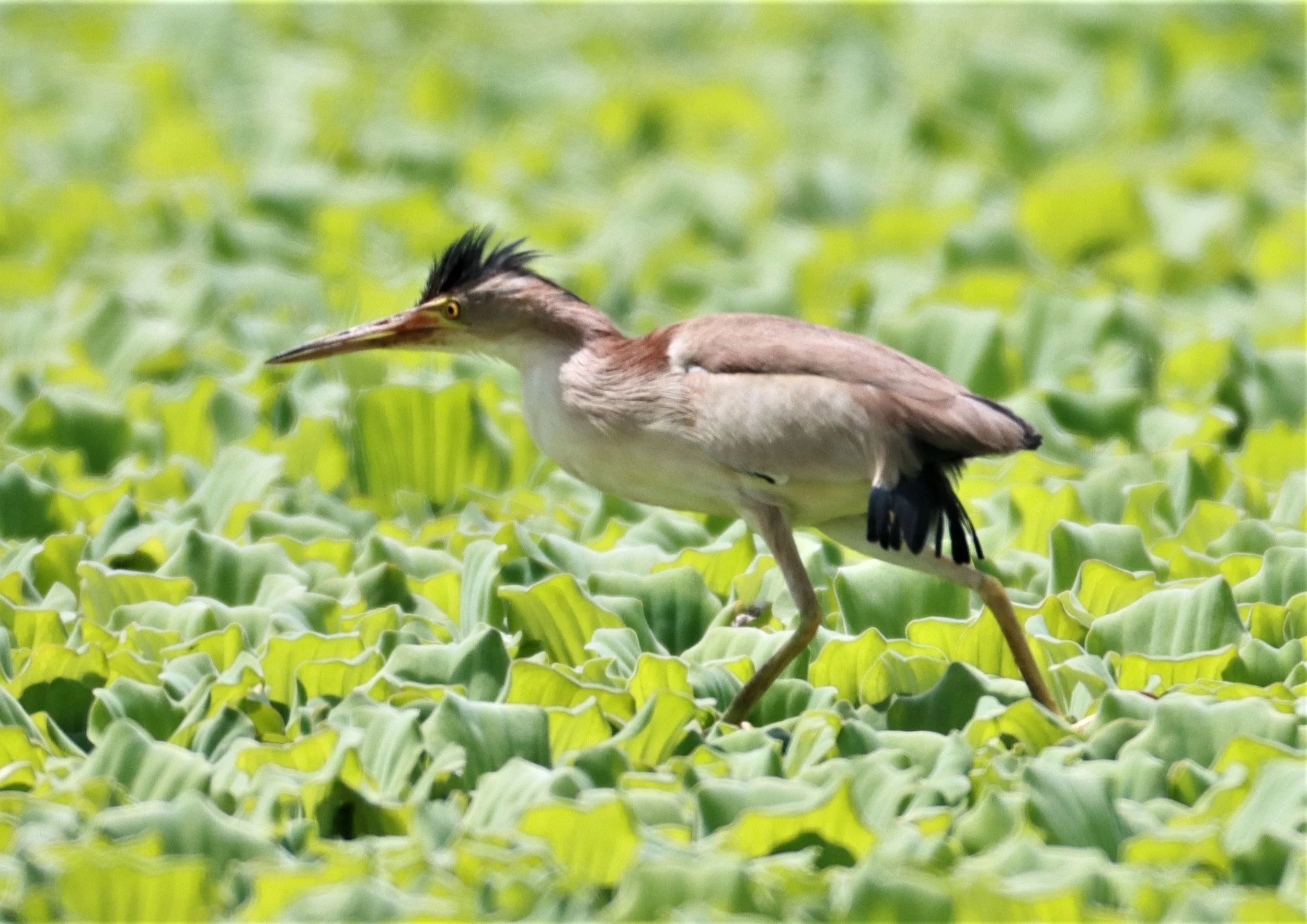 BITTERN - YELLOW BITTERN - Ixobrychus sinensis - KHON KAEN SEWAGE TREATMENT PLANT KHON KAEN UNIVERSITY  (7).jpg