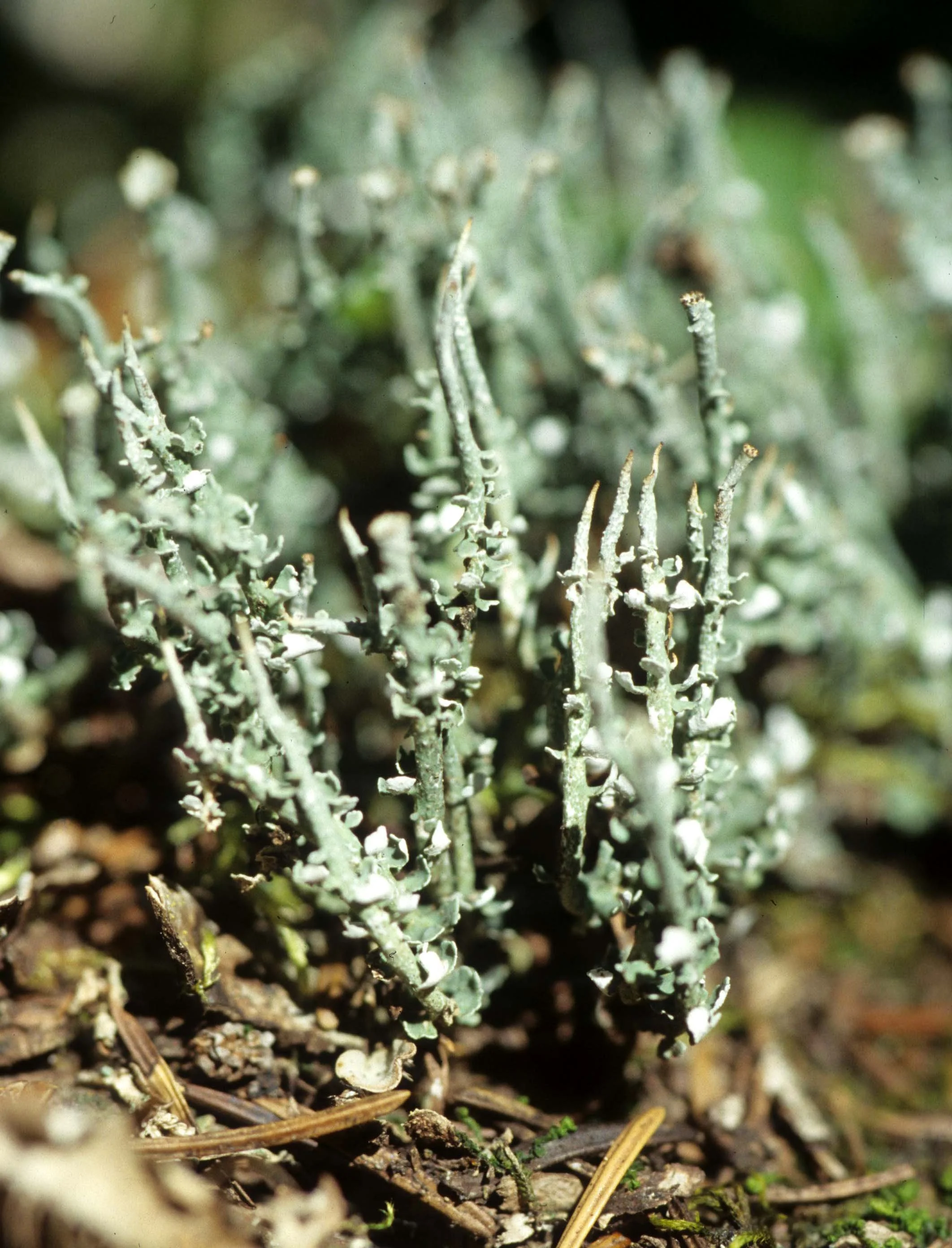MONTANA - GLACIER - LICHEN - FRUTICOSE.jpg