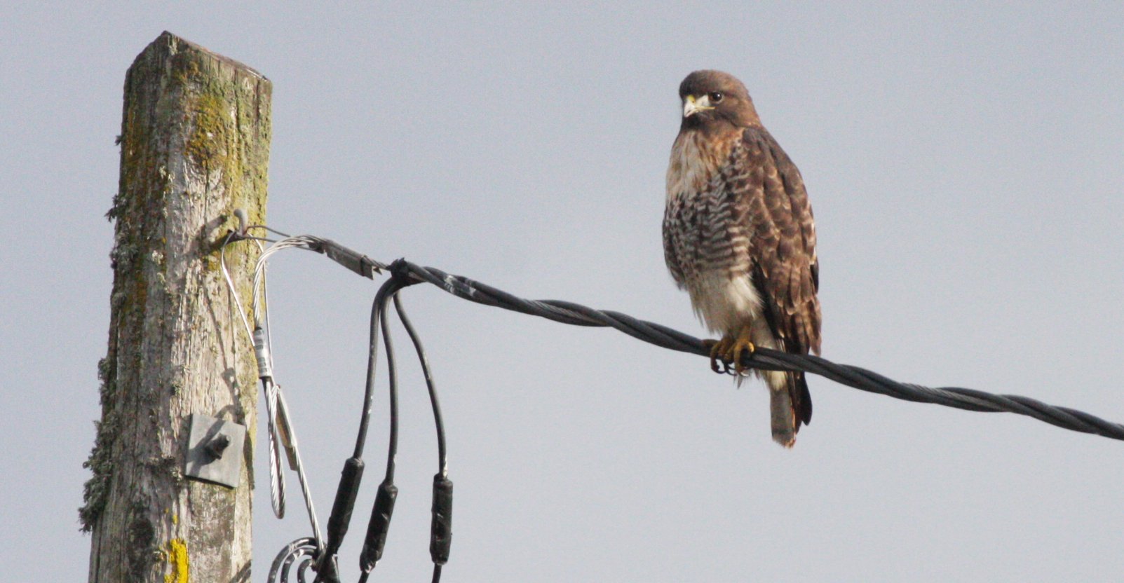 BIRD - HAWK - RED-TAILED HAWK - JAMESTOWN WA (28).JPG