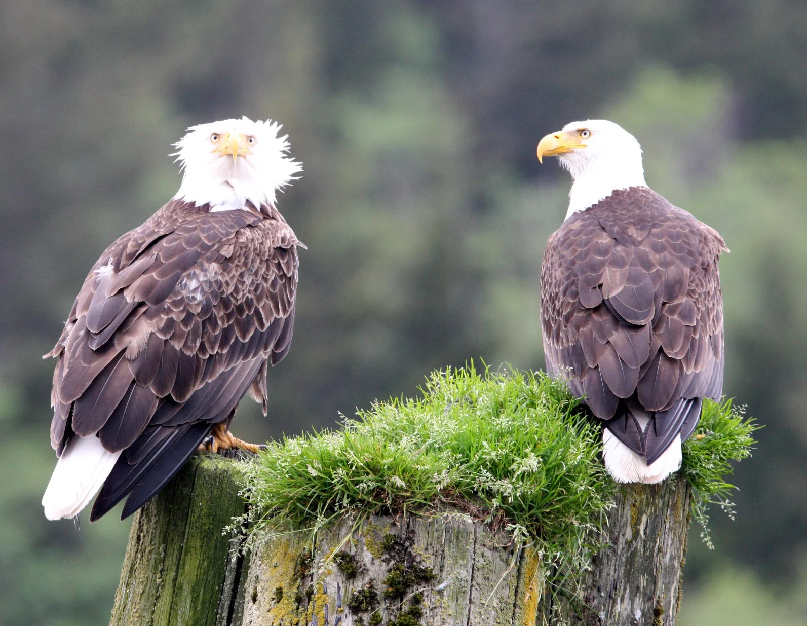 Haliaeetus leucocephalus - AMERICAN BALD EAGLE - KNIGHT INLET BRITISH COLUMBIA (116).JPG