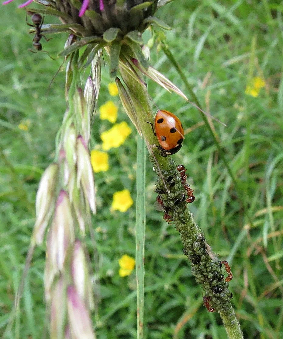 VERCOR NATIONAL PARK FRANCE (19).JPG