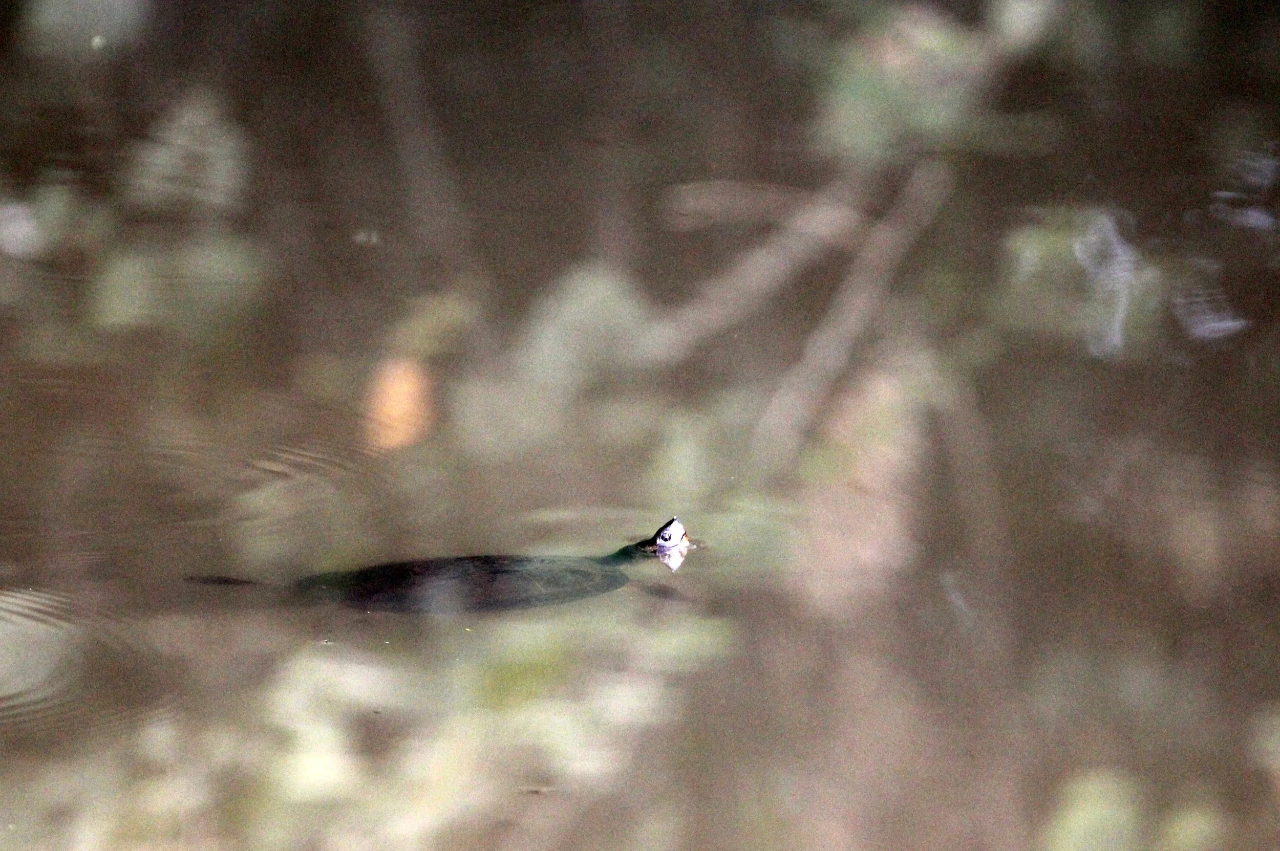 Turtle Species Unidentified - Sri Lanka