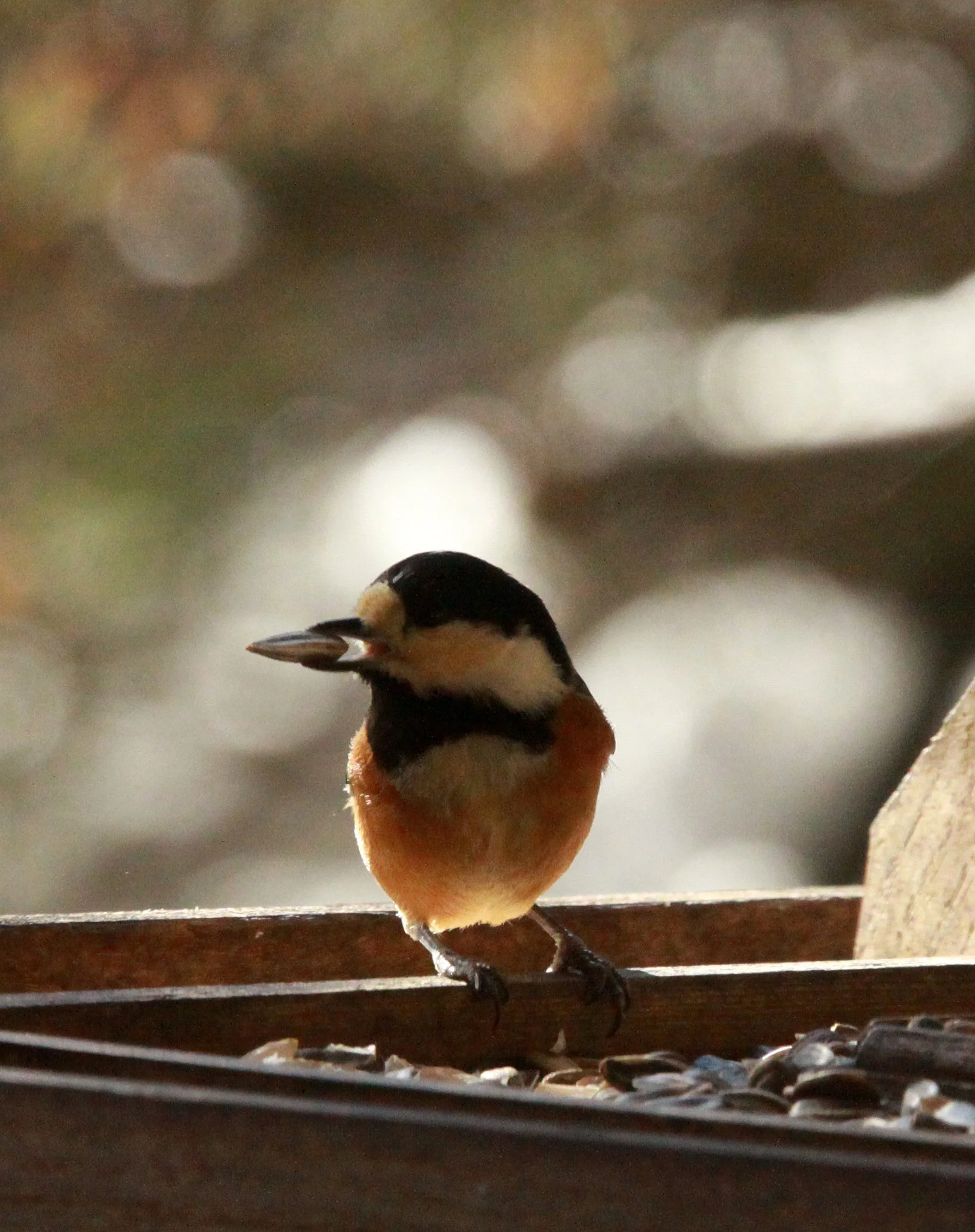 Varied Tit (Sittiparus varia) Shiobutsu Onsen, Karuizawa Japan (11).JPG