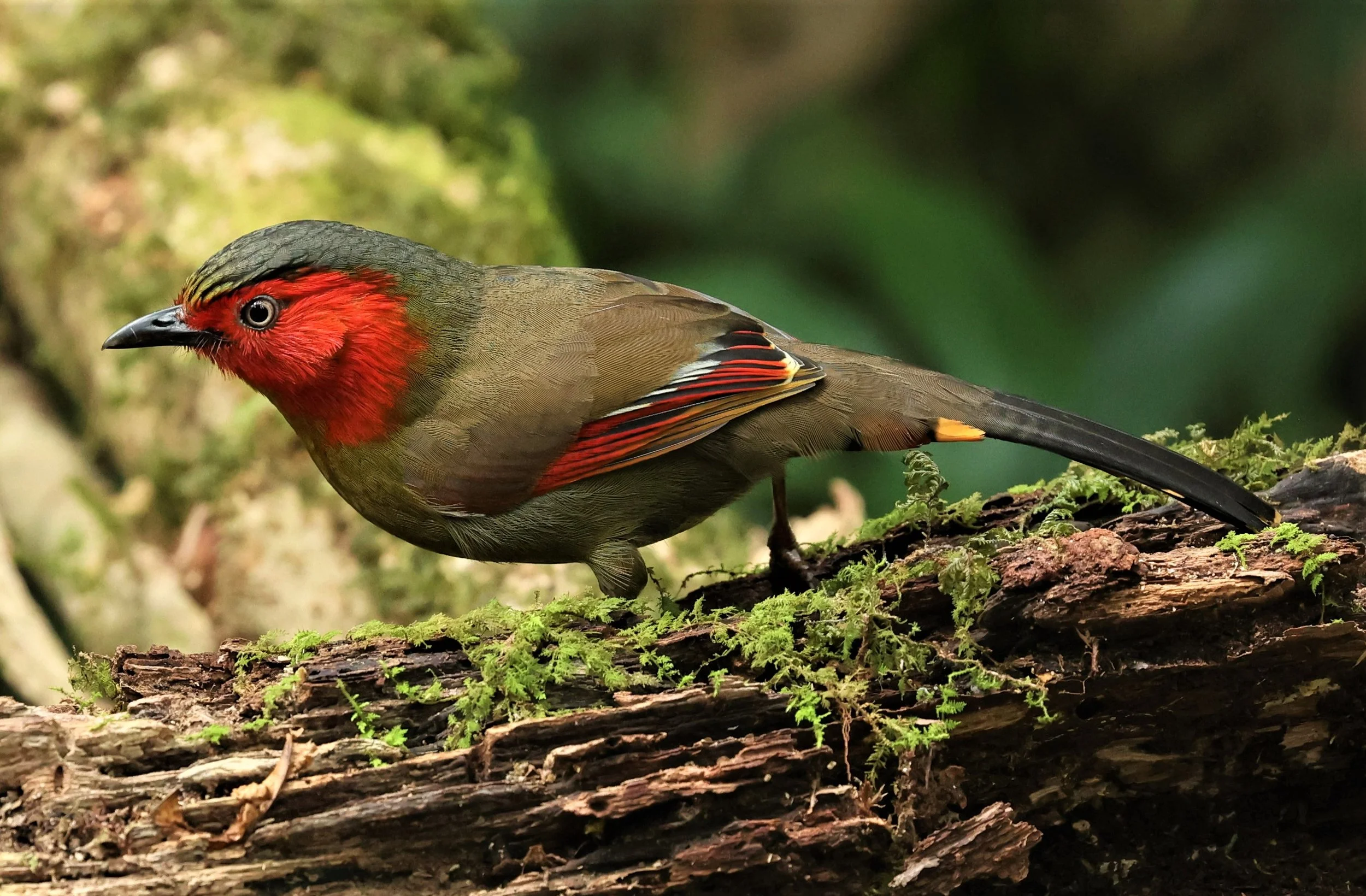 LIOCICHLA - SCARLET-FACED LIOCICHLA - Liocichla ripponi - DOI PHA HOM POK NP DOI LANG EAST FEB 2022 (115).jpg