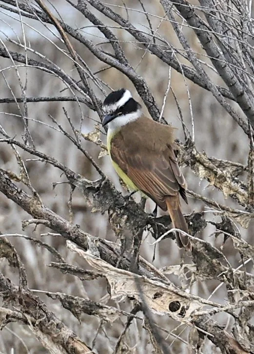 Great Kiskadee (Pitangus sulphuratus) El Palmar National Park, Entre Rios, Argentina 