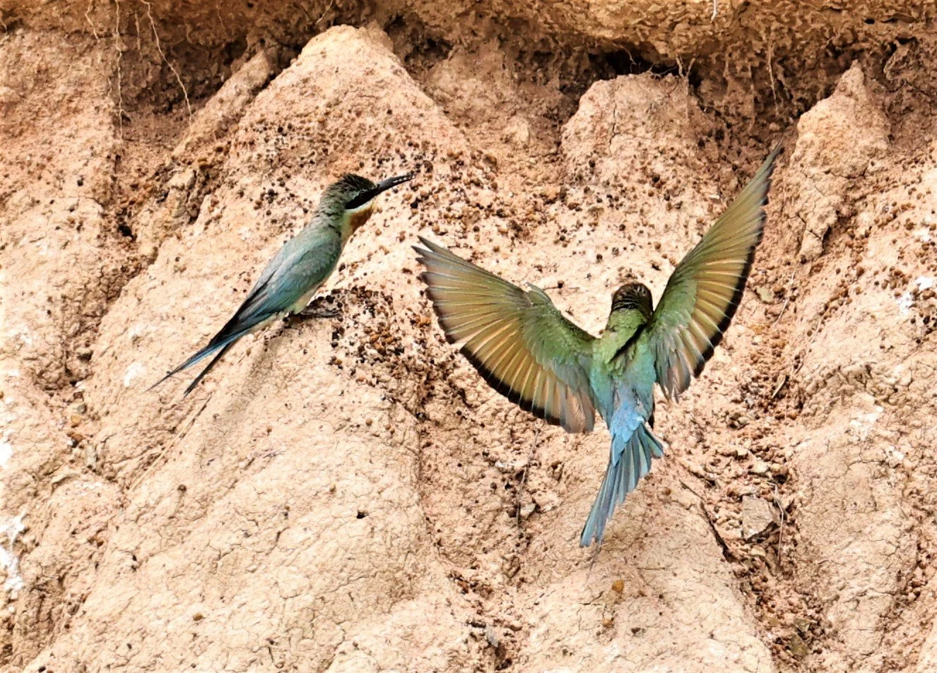 BEE EATER - BLUE-TAILED BEE-EATER - Merops philippinus - PETCHABURI OPEN QUARY AREA ON WAY TO BAAN MAKA JUNE 2022 (41).jpg