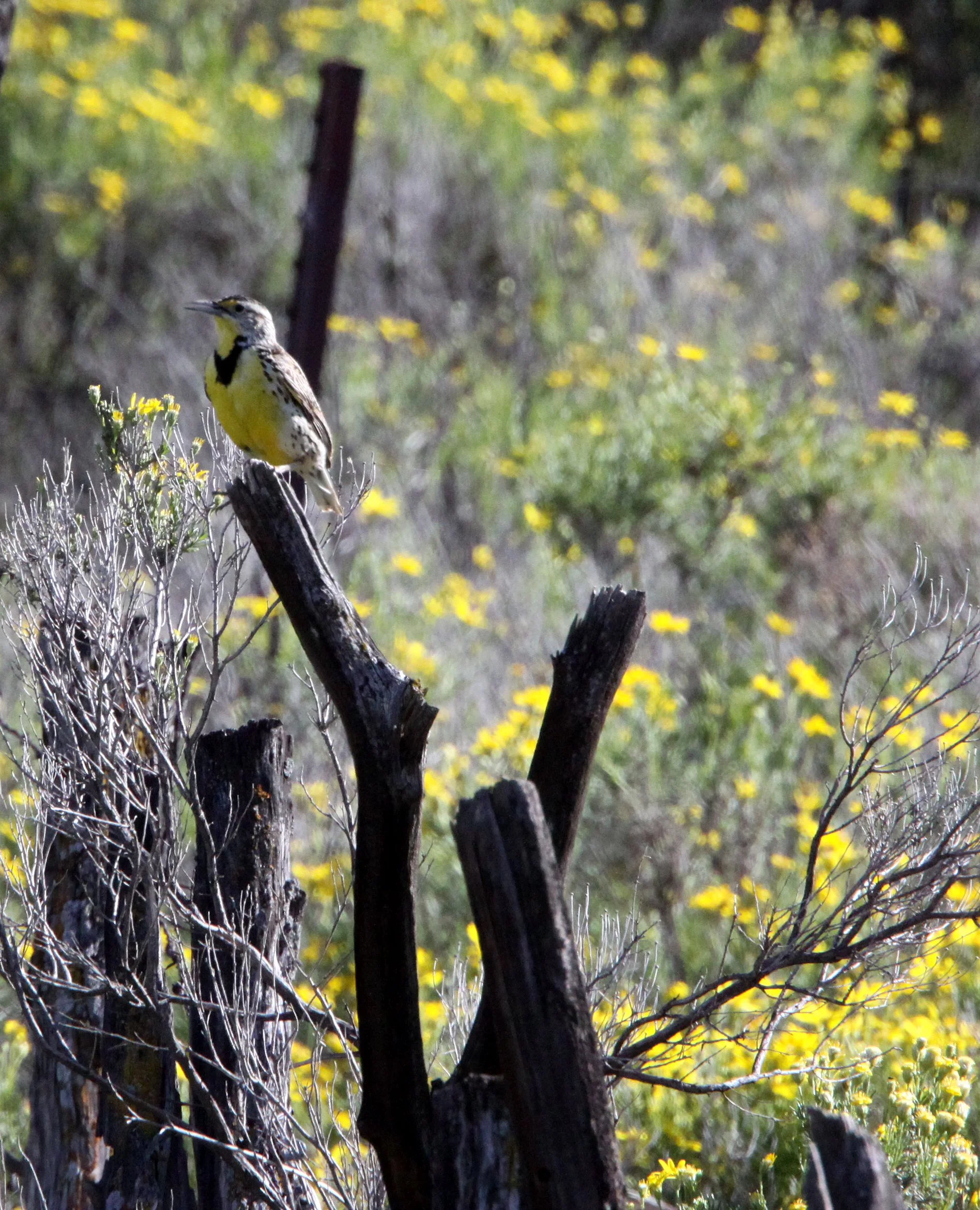 Western Meadowlark (Sturnella neglecta) Carrizo Plain New Mexico (1).JPG