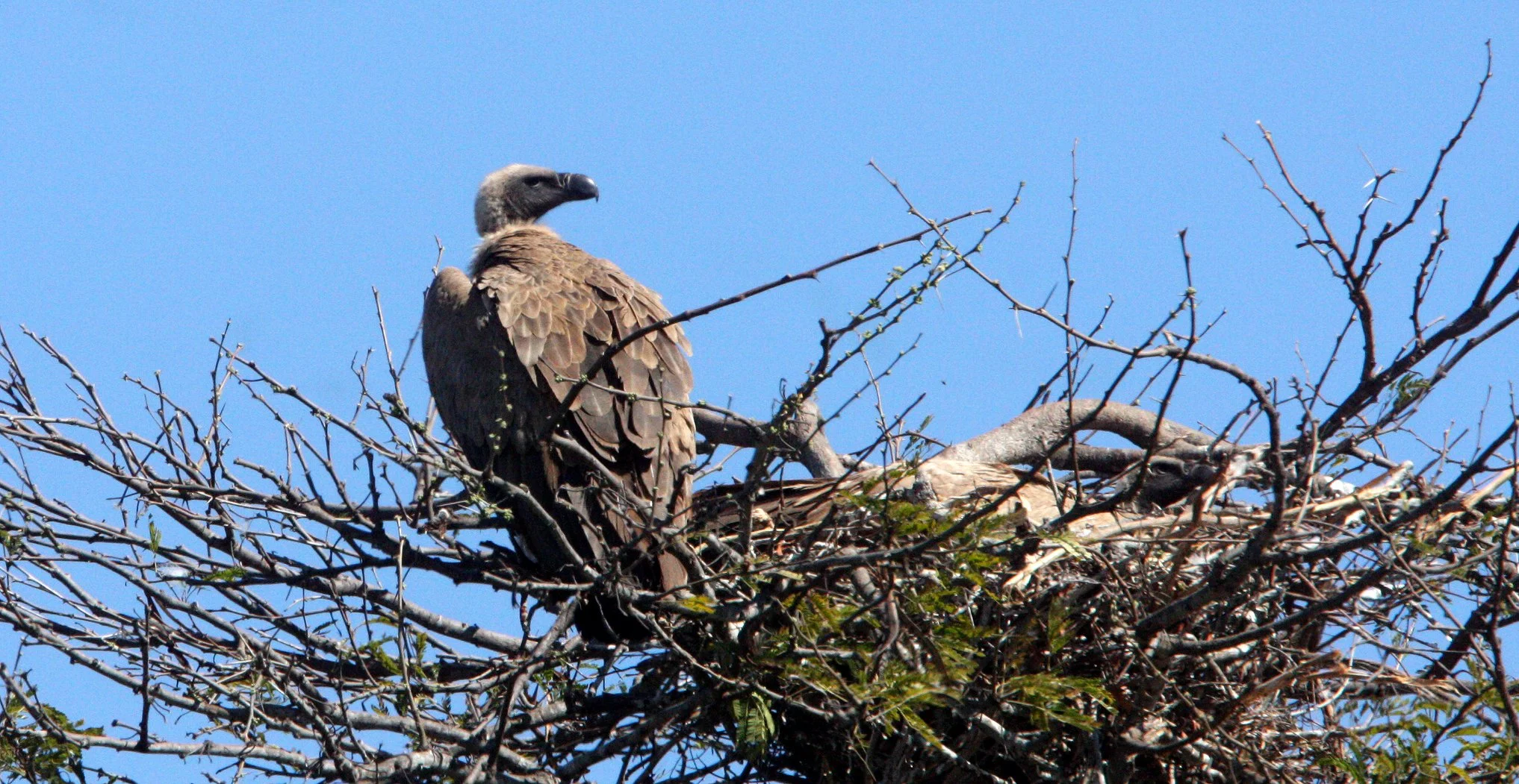 Gyps africanus - AFRICAN WHITE-BACKED VULTURE - KRUGER NATIONAL PARK SOUTH AFRICA (2).JPG