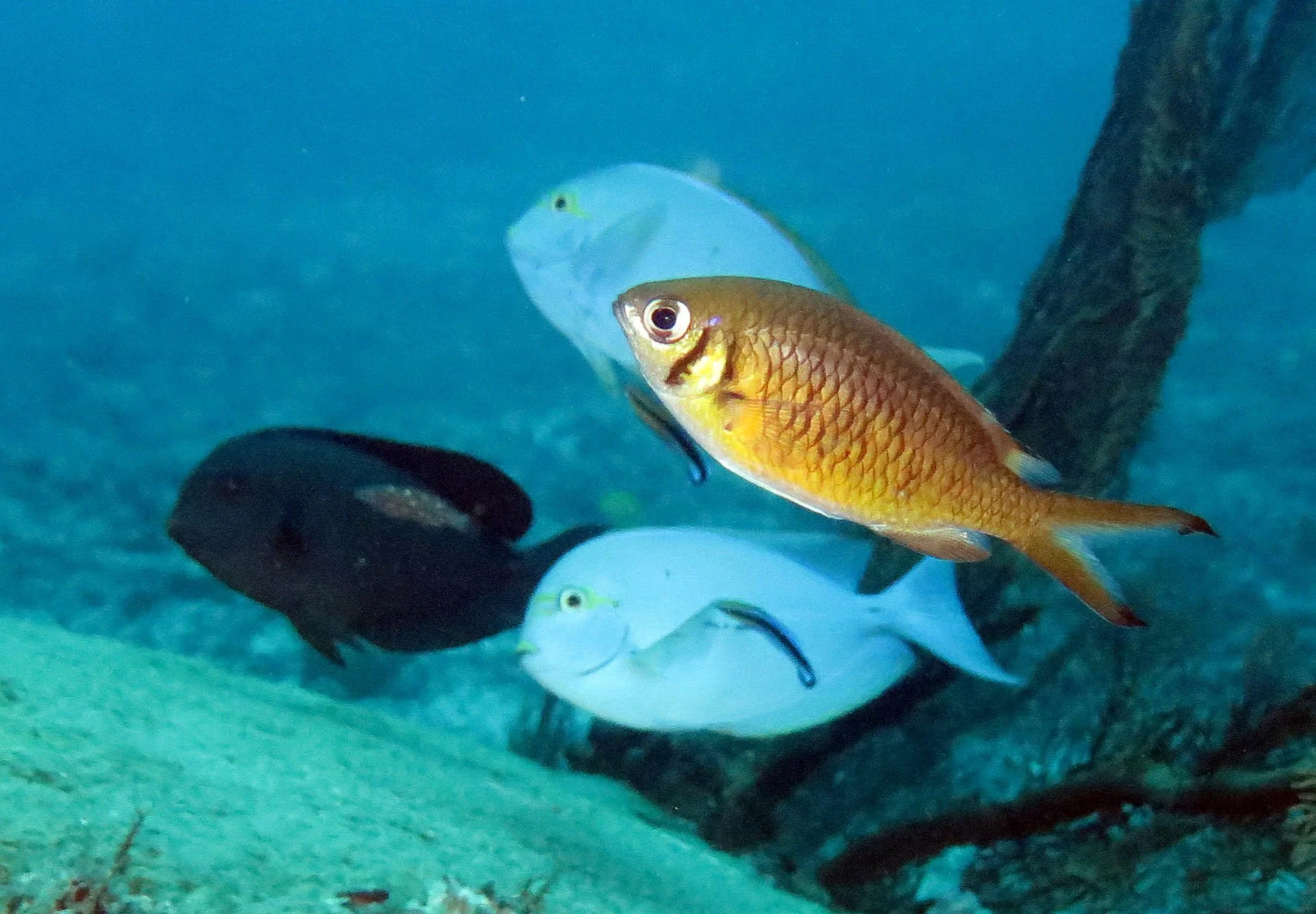 Pomacentridae - Chromis species - Similan Islands (Black Fish)