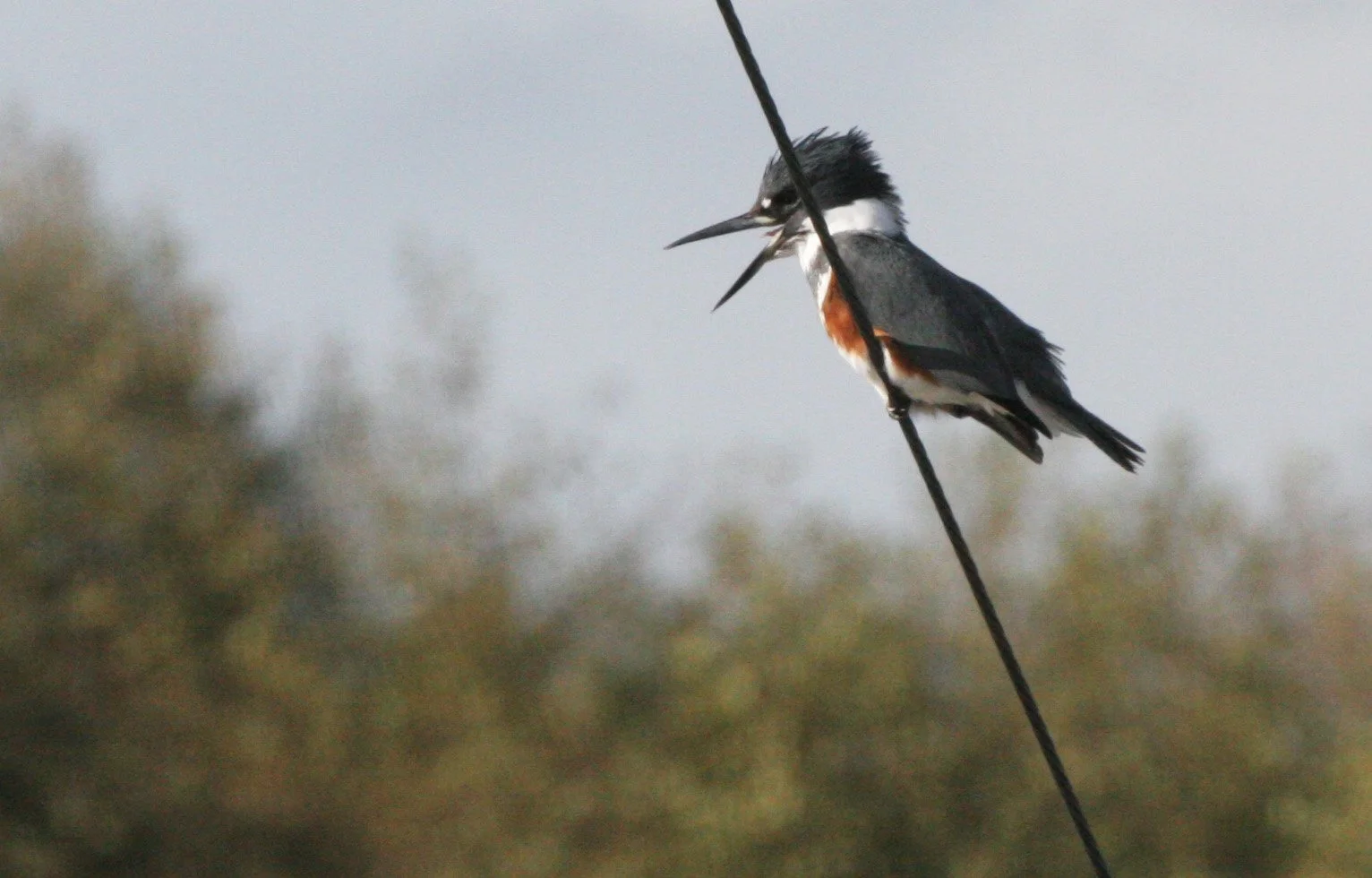 BIRD - KINGFISHER - BELTED KINGFISHER - DUNGENESS WETLANDS (3).JPG