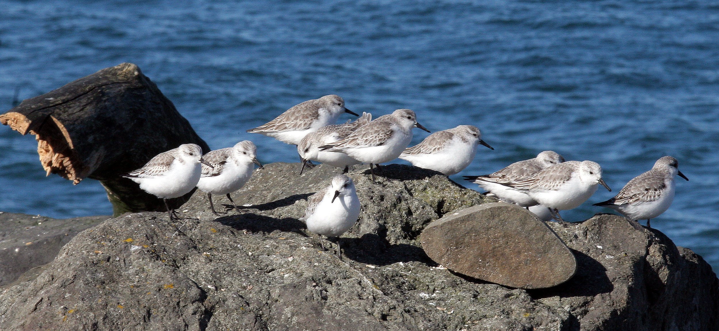 BIRD - SANDERLINGS - EDIZ HOOK PA HARBOR (25).jpg
