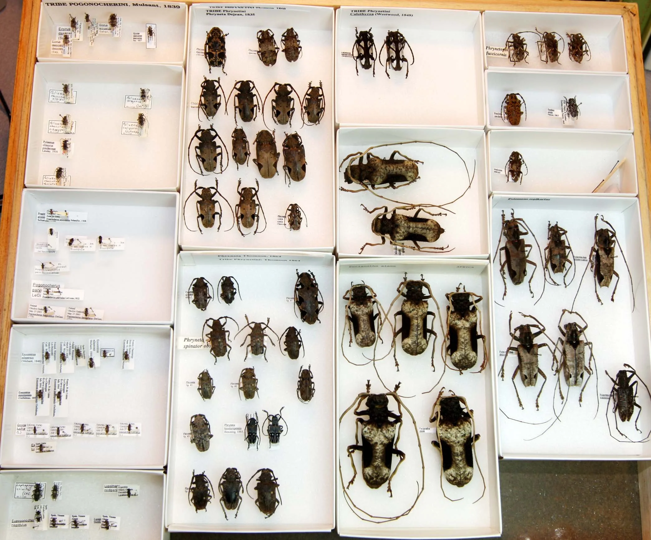 32 Lamiinae - Pogonocherini - Phrynetini.JPG