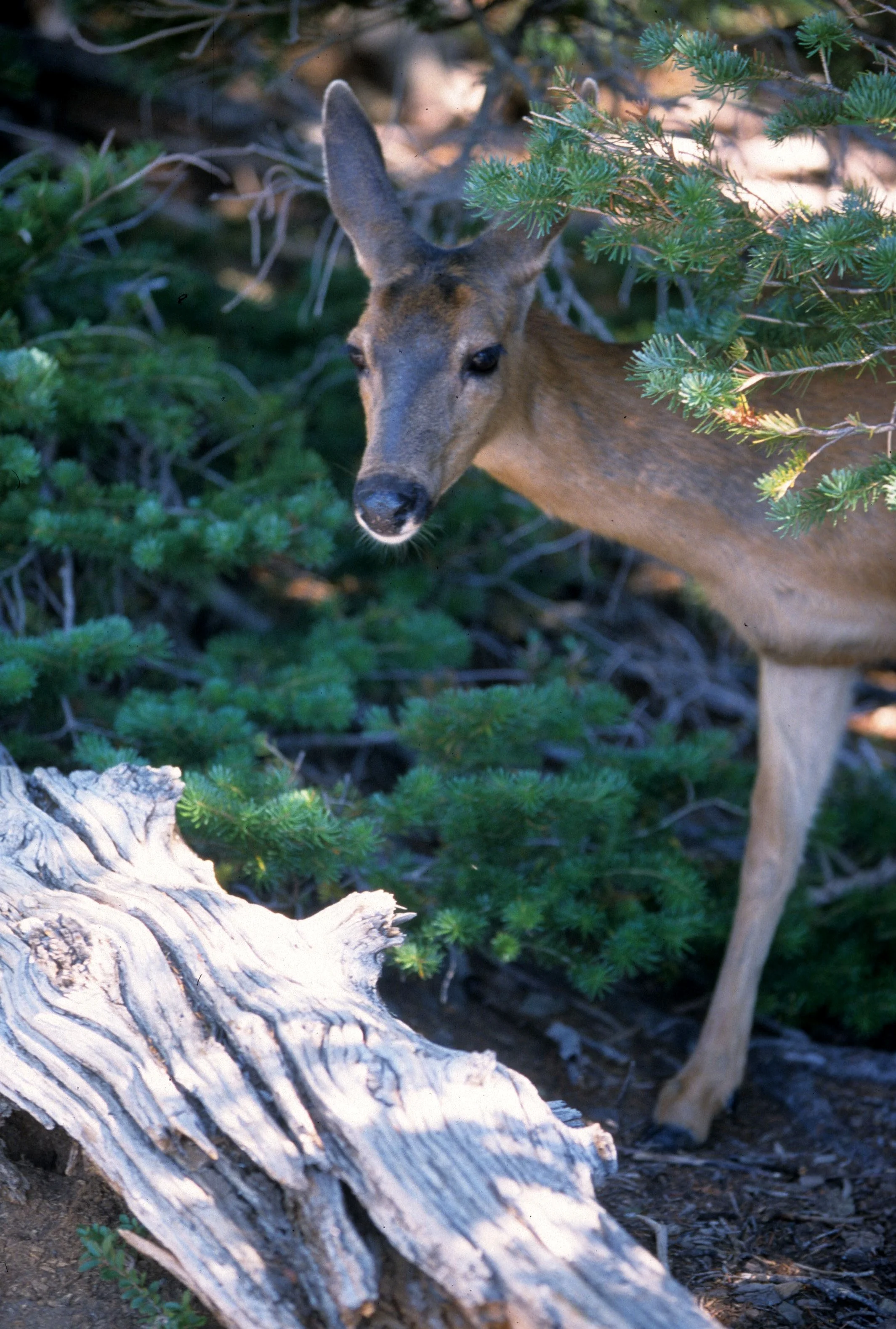 CERVID - DEER - BLACK-TAILED - COLUMBIA - RIDGE.jpg