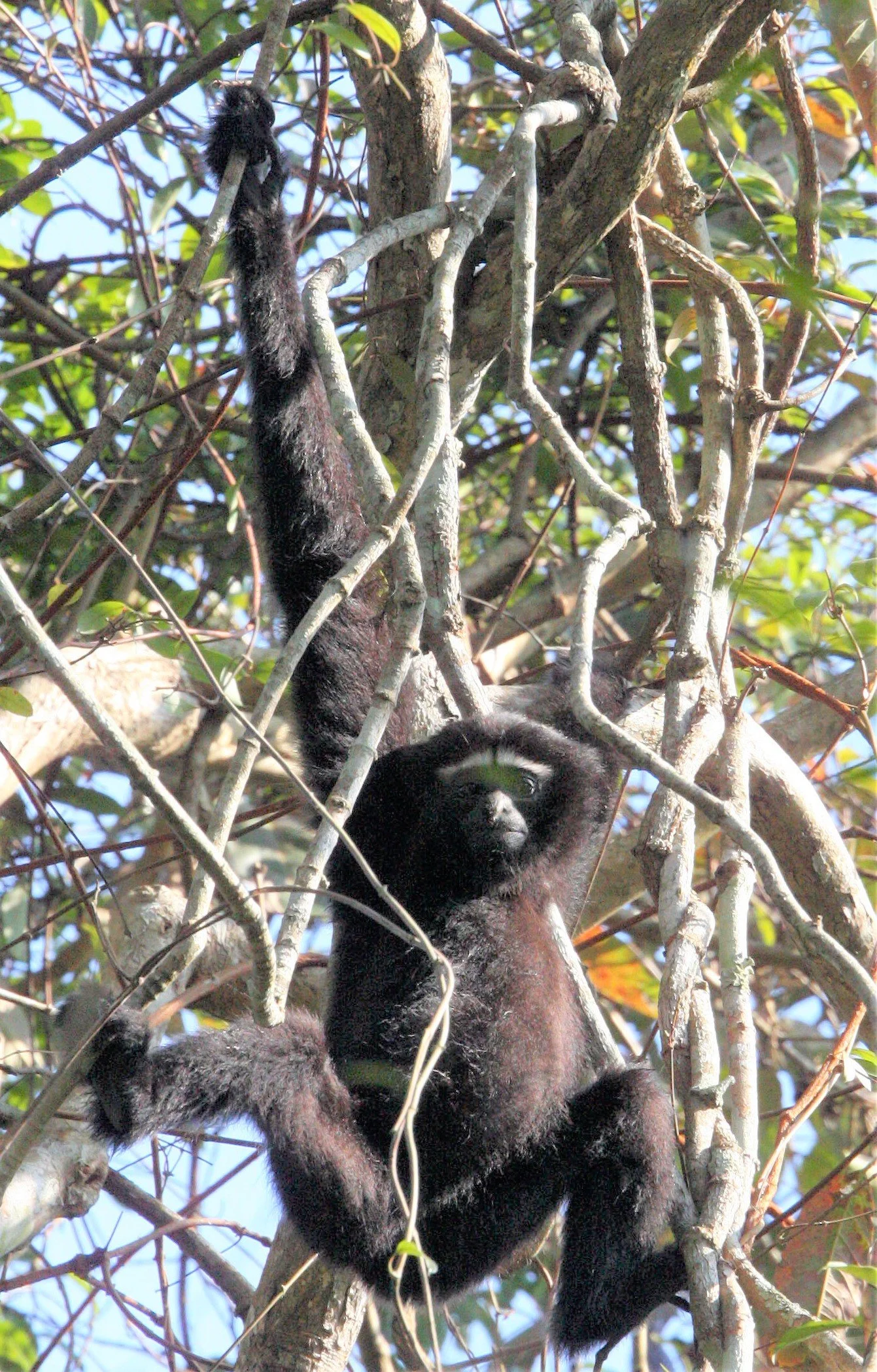 HYLOBATIDAE - Hoolock hoolock - WESTERN HOOLOCK'S GIBBON - WILD GIBBON SANCTUARY ASSAM INDIA aa176.jpg