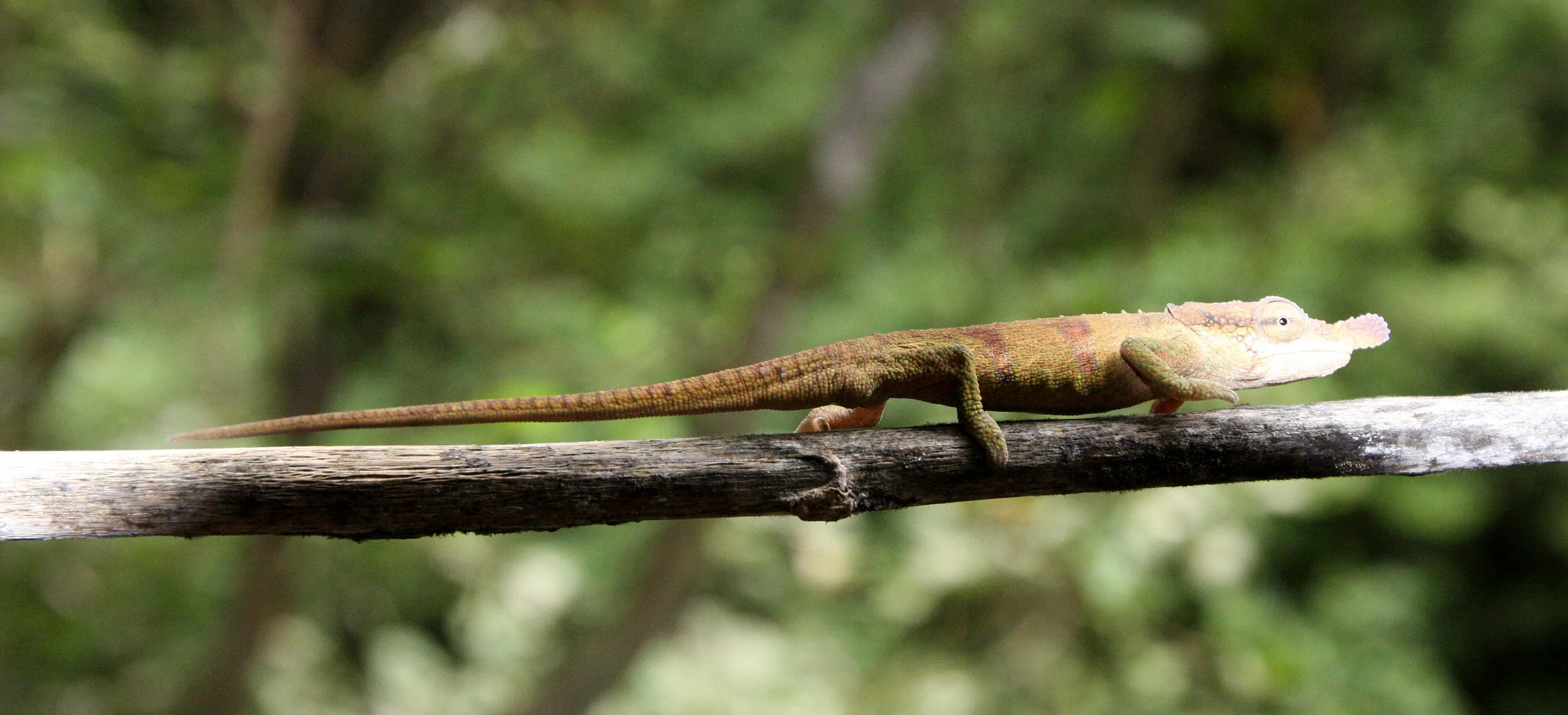Calumma boettgeri - BOETTGER'S OR BLUE NOSED CHAMELEON - MONTAGNE D'AMBRE NATIONAL PARK (4).JPG