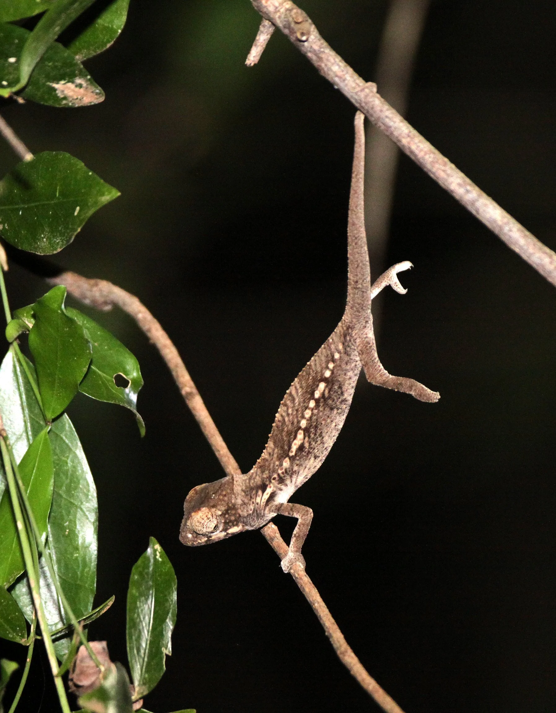 Calumma crypticum - CRYPTIC CHAMELEON - BERENTY RESERVE MADAGASCAR (3).JPG