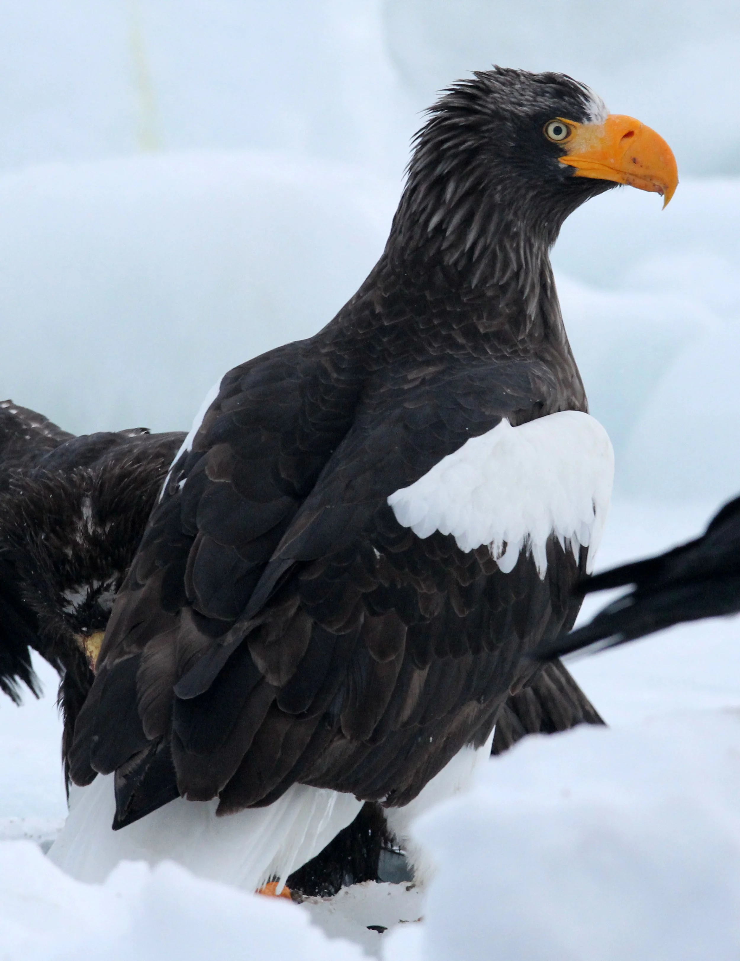 Haliaeetus pelagicus - STELLER'S SEA EAGLE - RAUSU, SHIRETOKO PENINSULA, HOKKAIDO JAPAN (315).JPG