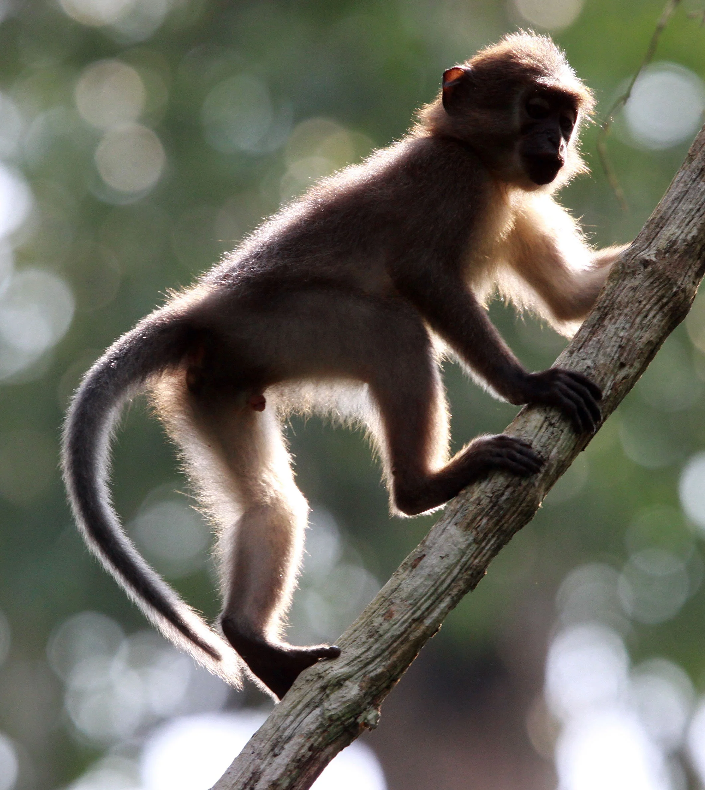 CERCOPITHECIDAE - Cercocebus agilis - AGILE MANGABEY - DZANGA NDOKI NATIONAL PARK CENTRAL AFRICAN REPUBLIC (113).JPG