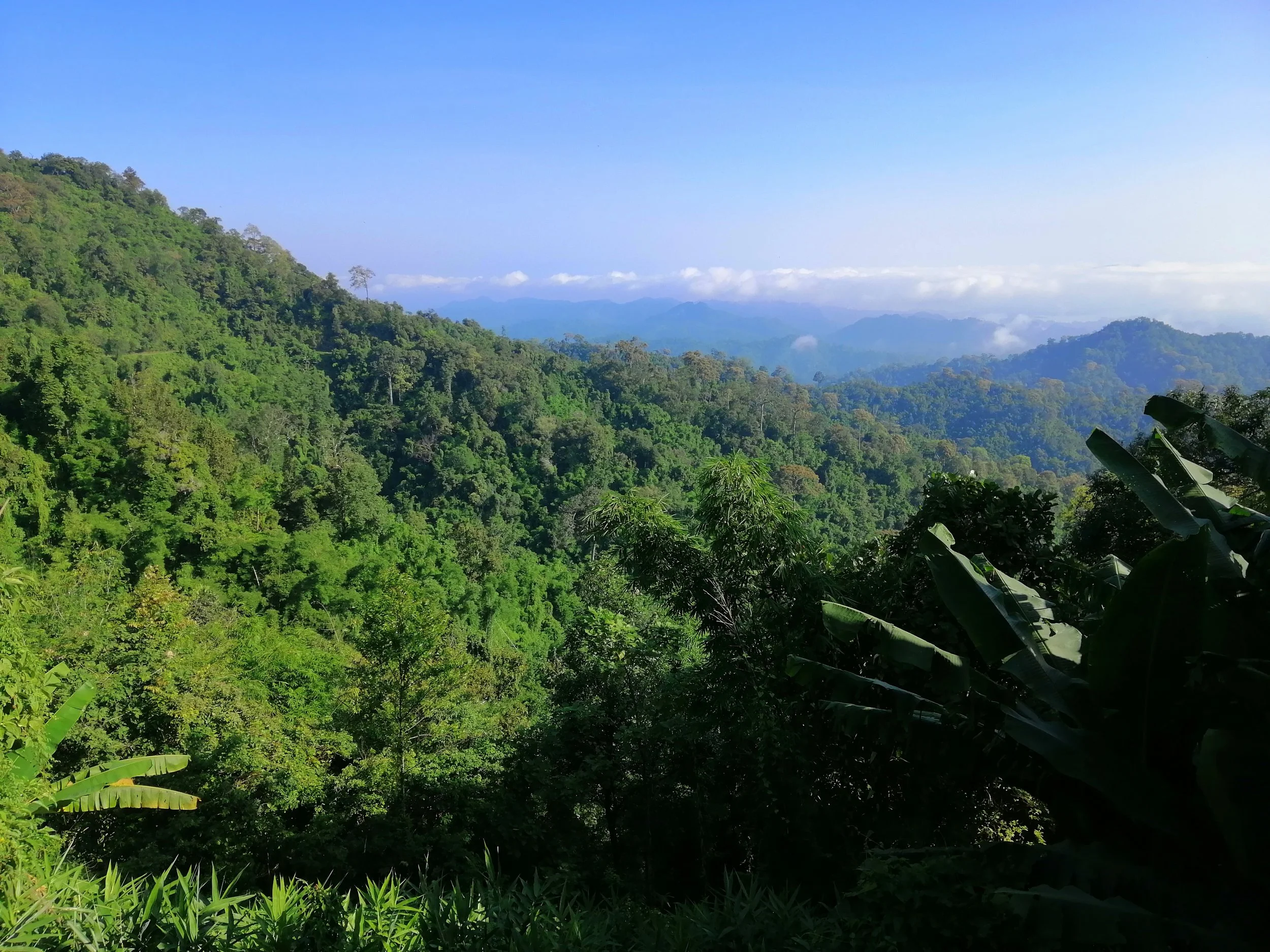 The forest type at the Chong Yen campsite (located at km 93 in Mae Wong National Park) is primarily Hill Evergreen Forest. Here we see the view to the west from the campsite.
