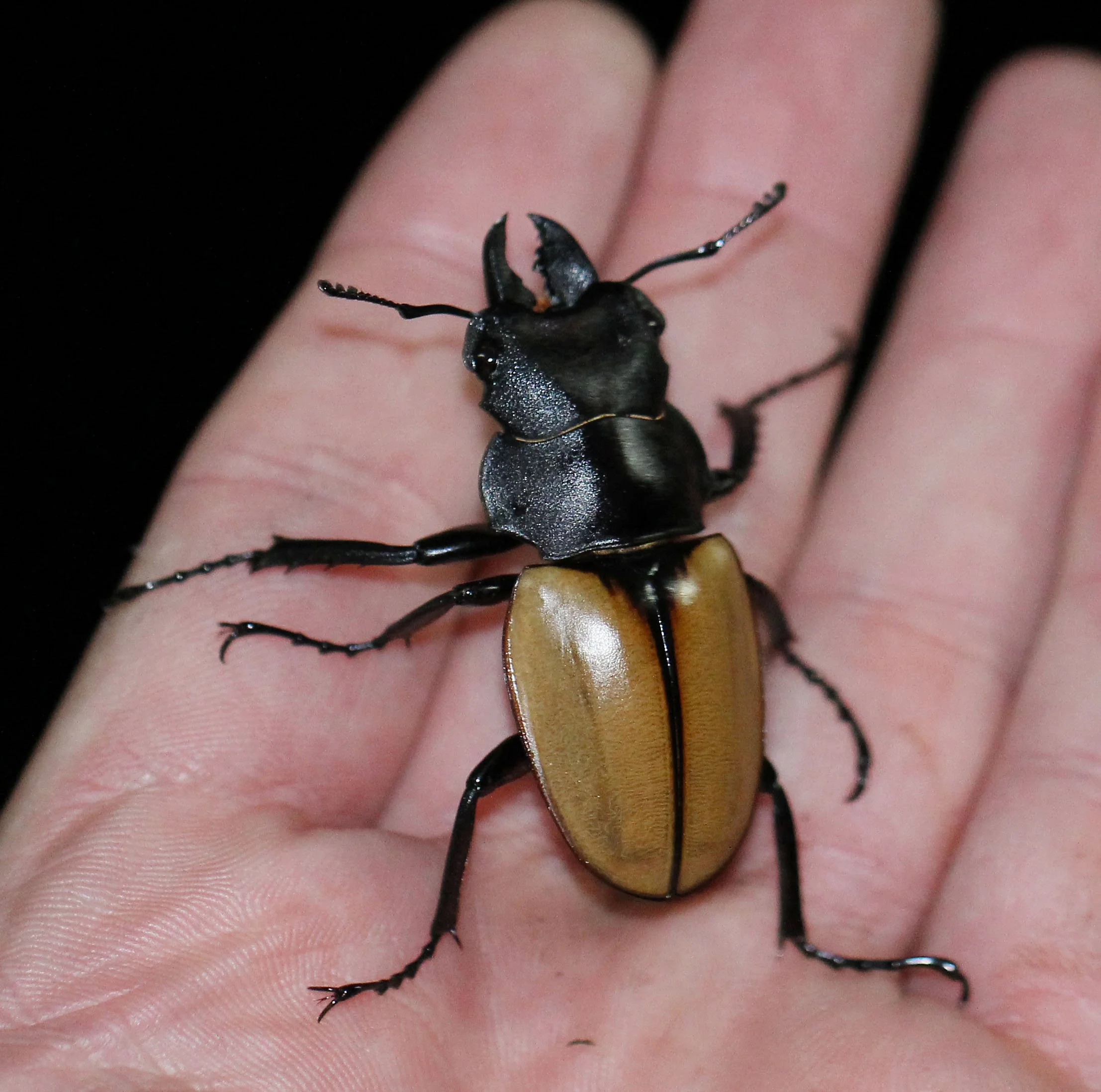 Stag Beetle of the species Odontolabis mouhoti elegans.