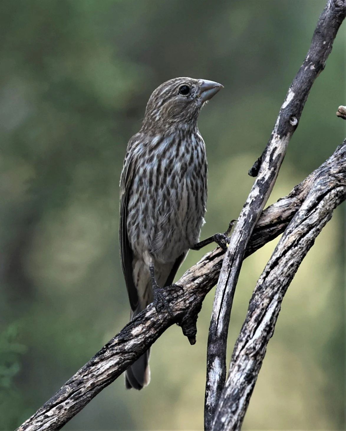 House Finch (Haemorhous mexicanus) Davis Mountains State Park, Texas (17).jpg