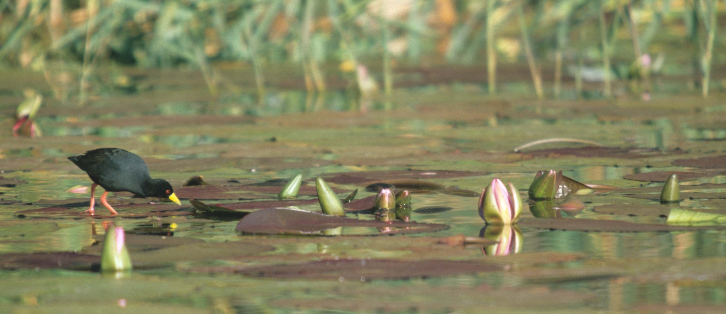 BIRDS - BLACK CRAKE - KRUGER AREA A.jpg