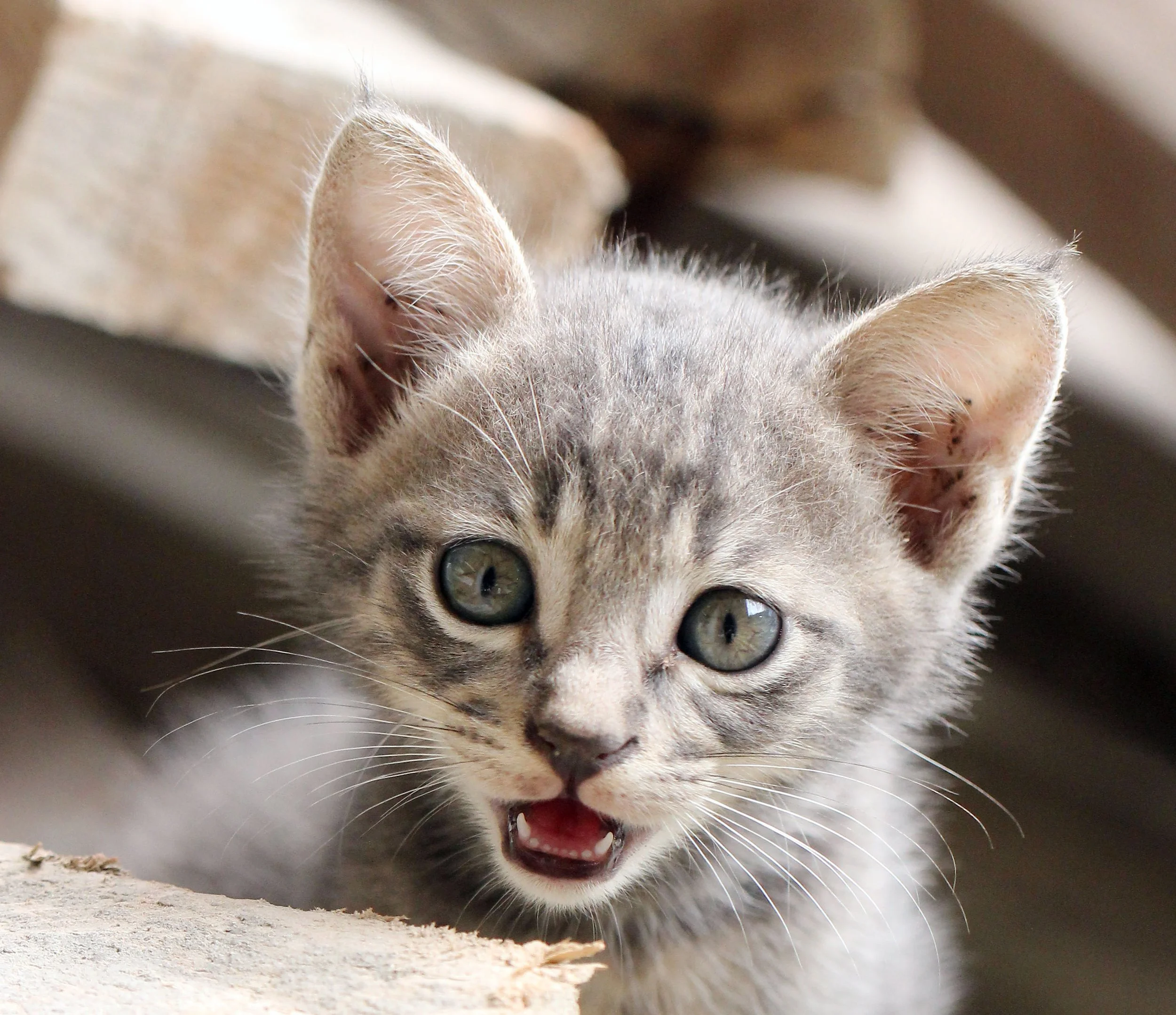 2015 Koh Lanta October Break Trip  (224).jpg