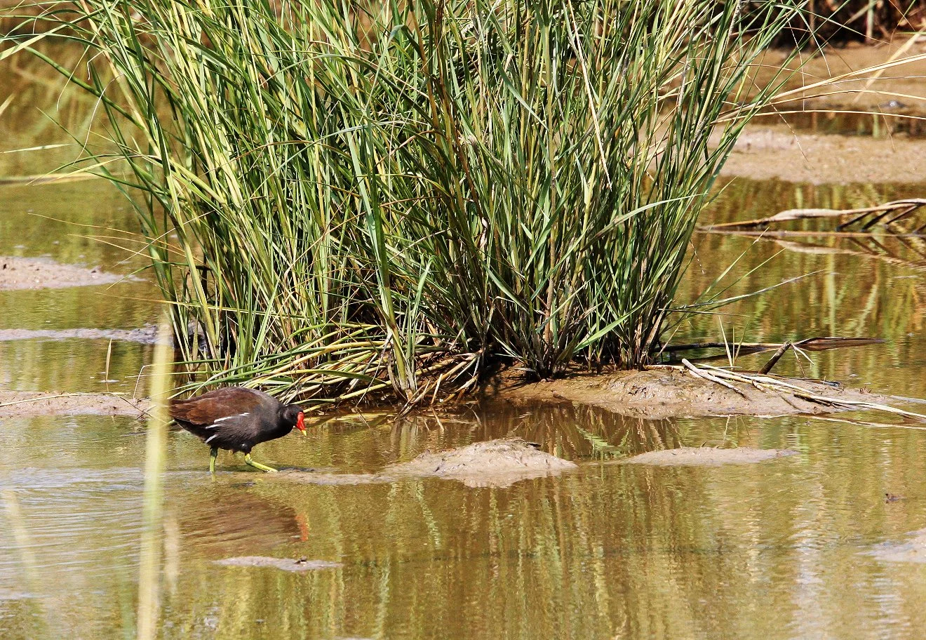 Common Moorhen (Gallinula chloropus) Chongming Island China (10).JPG