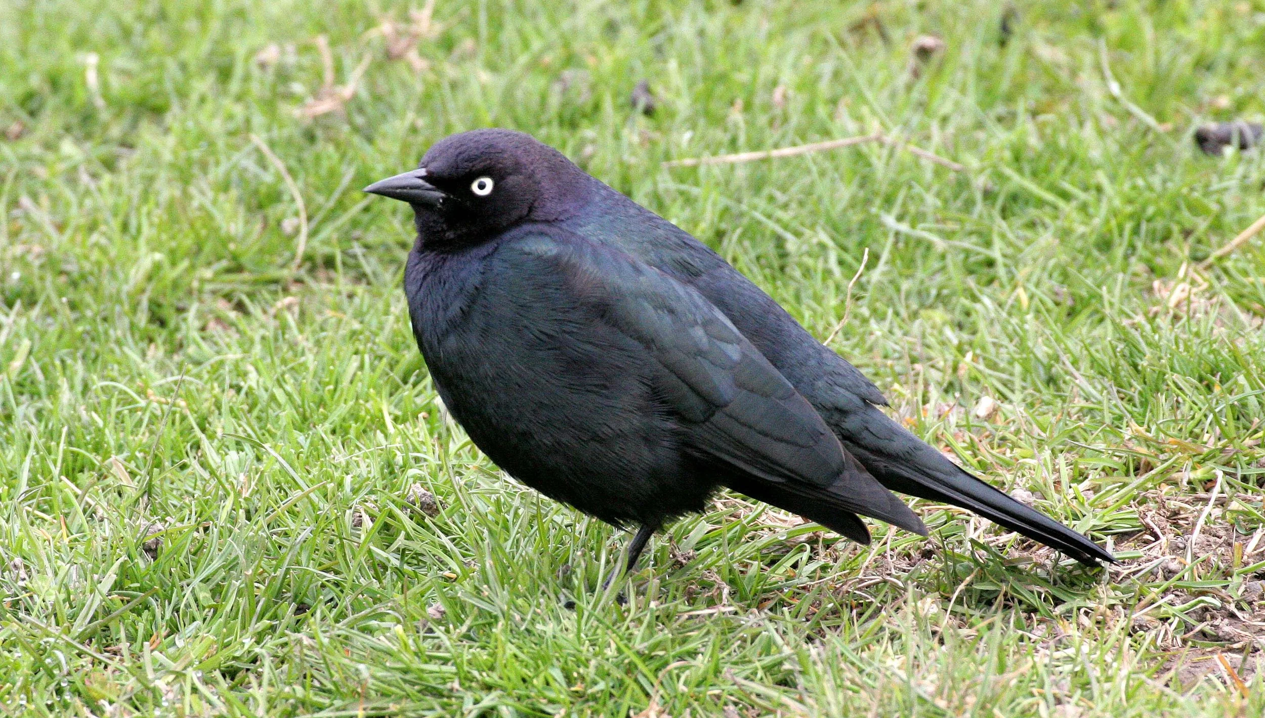 Brewer's Blackbird (Euphagus cyanocephalus) Dungeness Sequim Washington (11).jpg