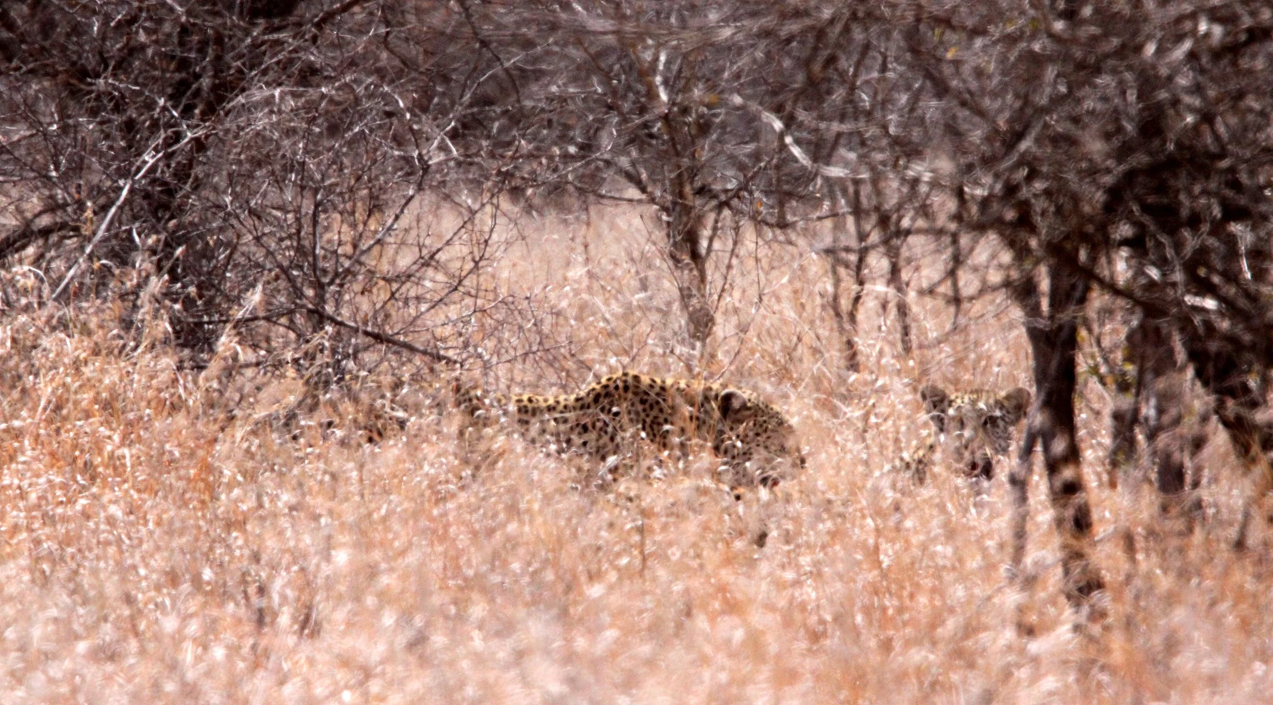 Panthera pardus pardus - AFRICAN LEOPARD - KRUGER NATIONAL PARK SOUTH AFRICA (69).JPG