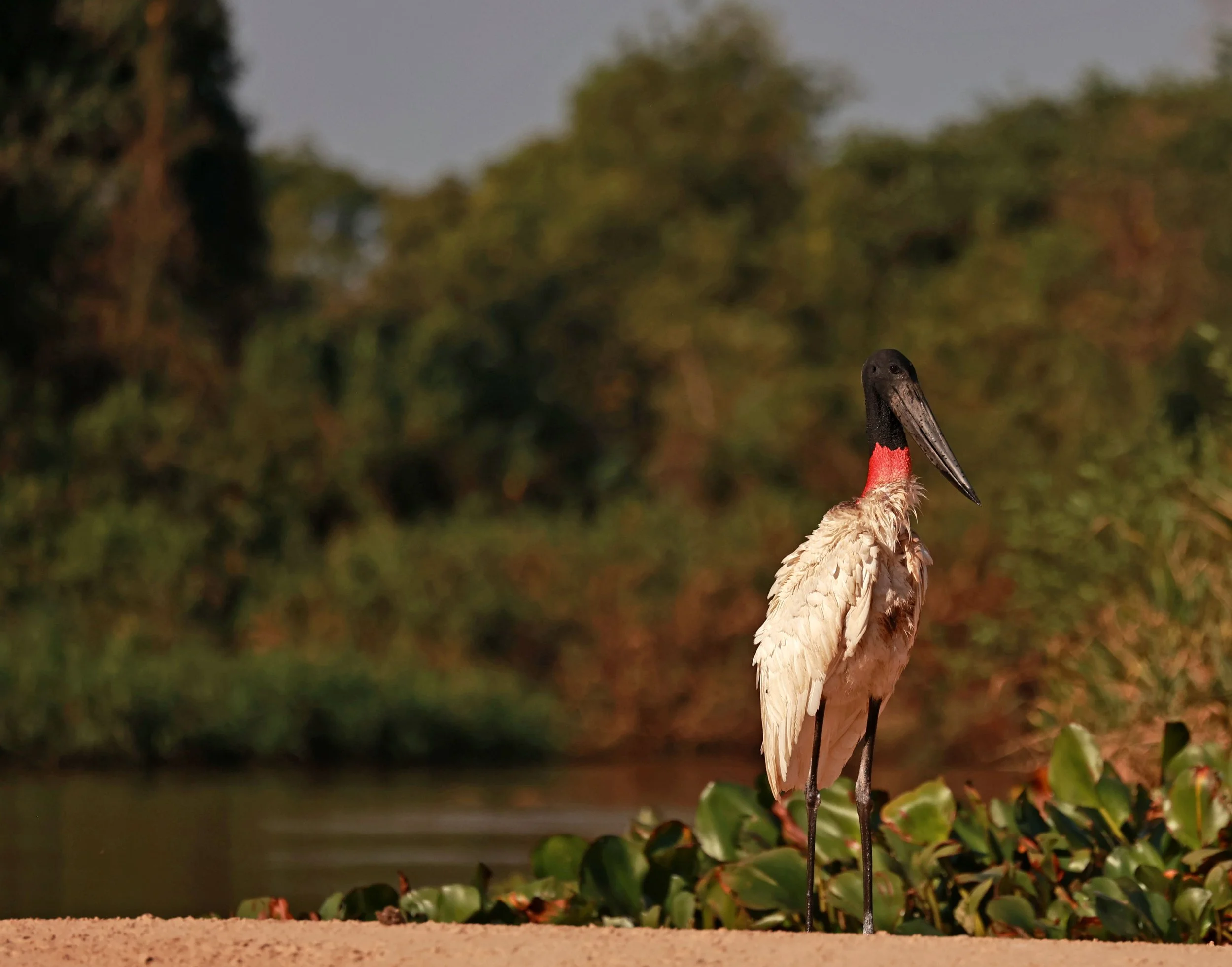 Stork - Jabiru mycteria - Pantanal, Encontro das Águas State Park, Porto Jofre, Cuiaba River, Brazil (36).jpg