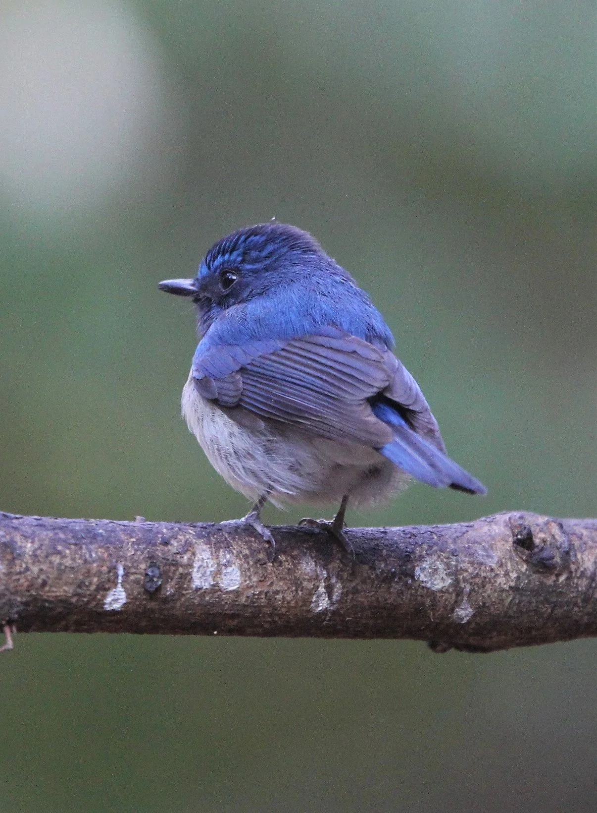 FLYCATCHER - HAINAN BLUE FLYCATCHER - Cyornis hainanus - LUNG SIN HIDE, KAENG KRACHAN AREA J (2).jpg
