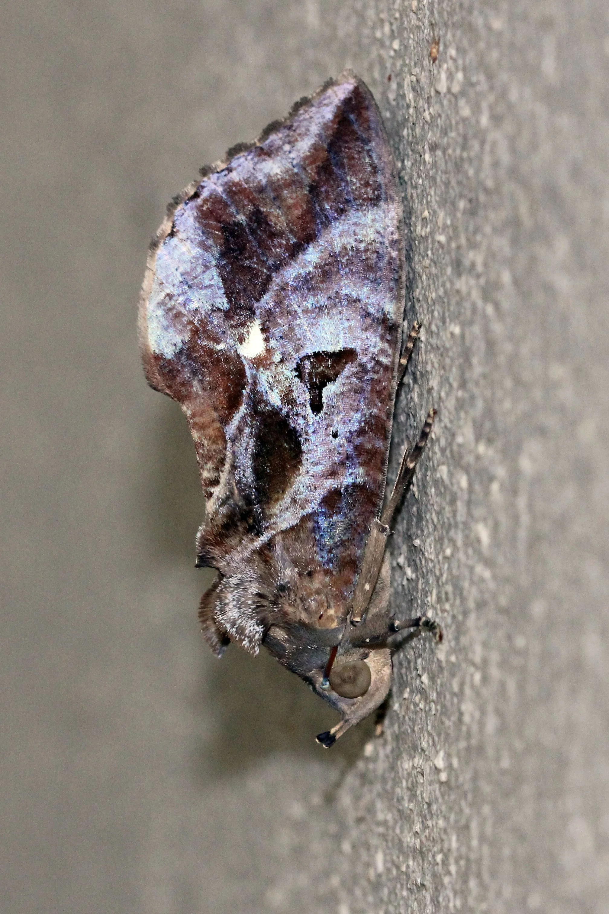 Noctuidae - Eudocima falonia - Koh Lanta, Thailand 