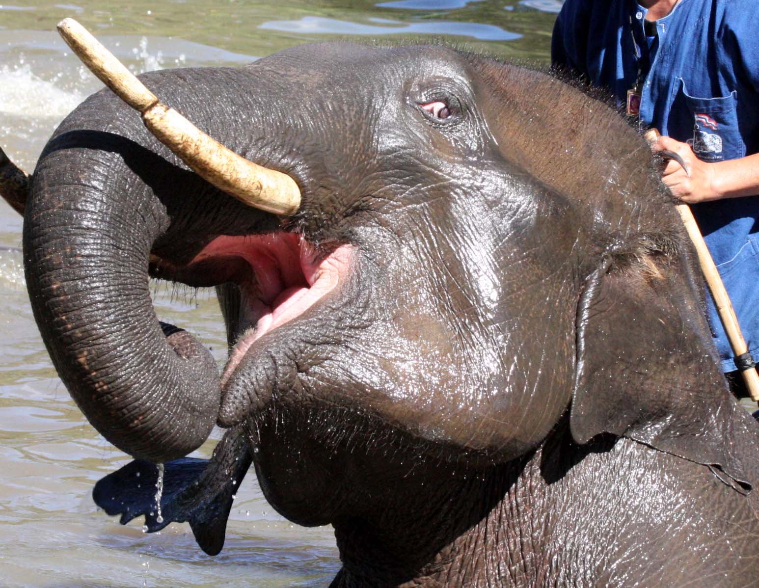 2008 Lampang City & Elephant Center (101).JPG