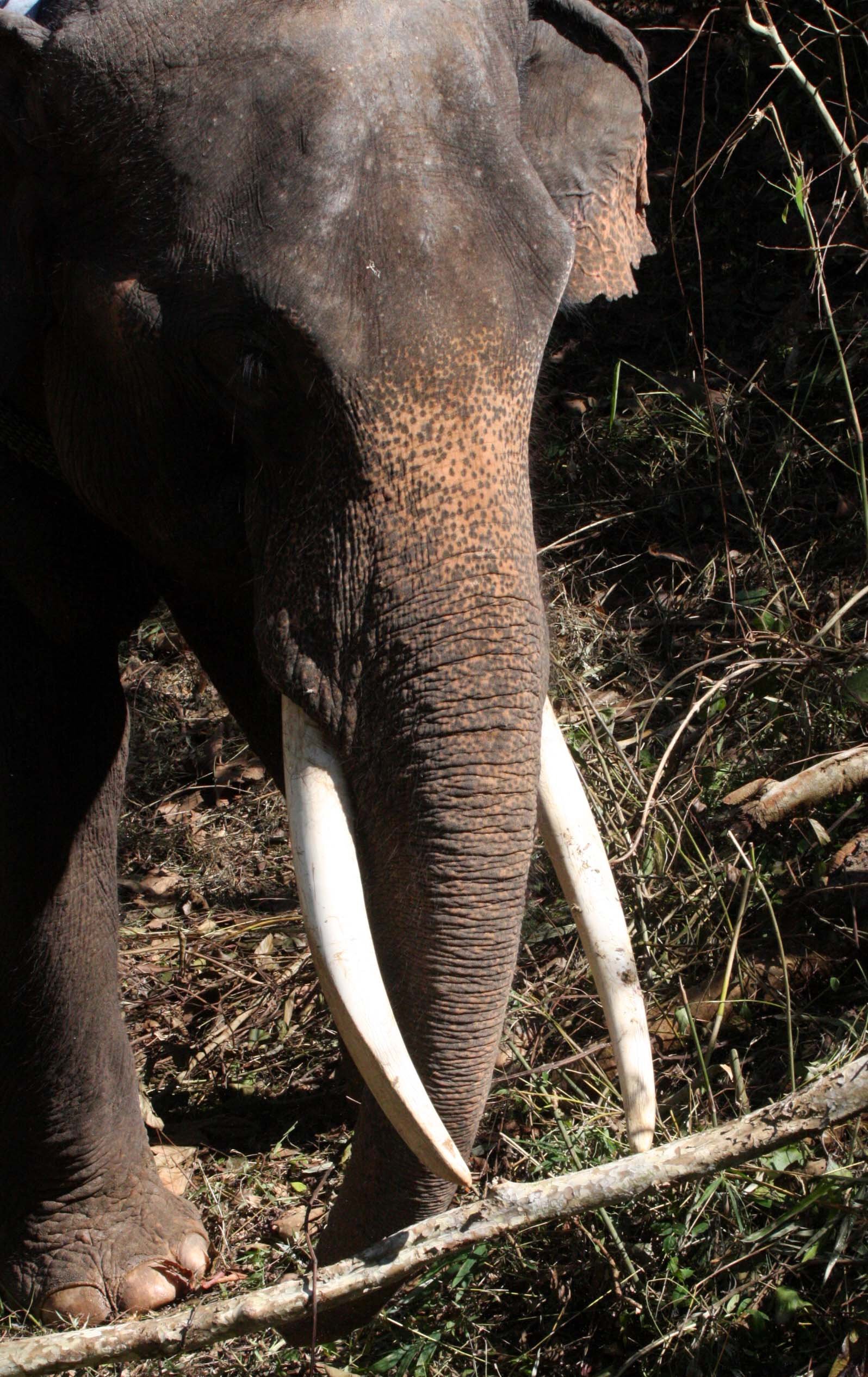 2008 Lampang City & Elephant Center (64).JPG