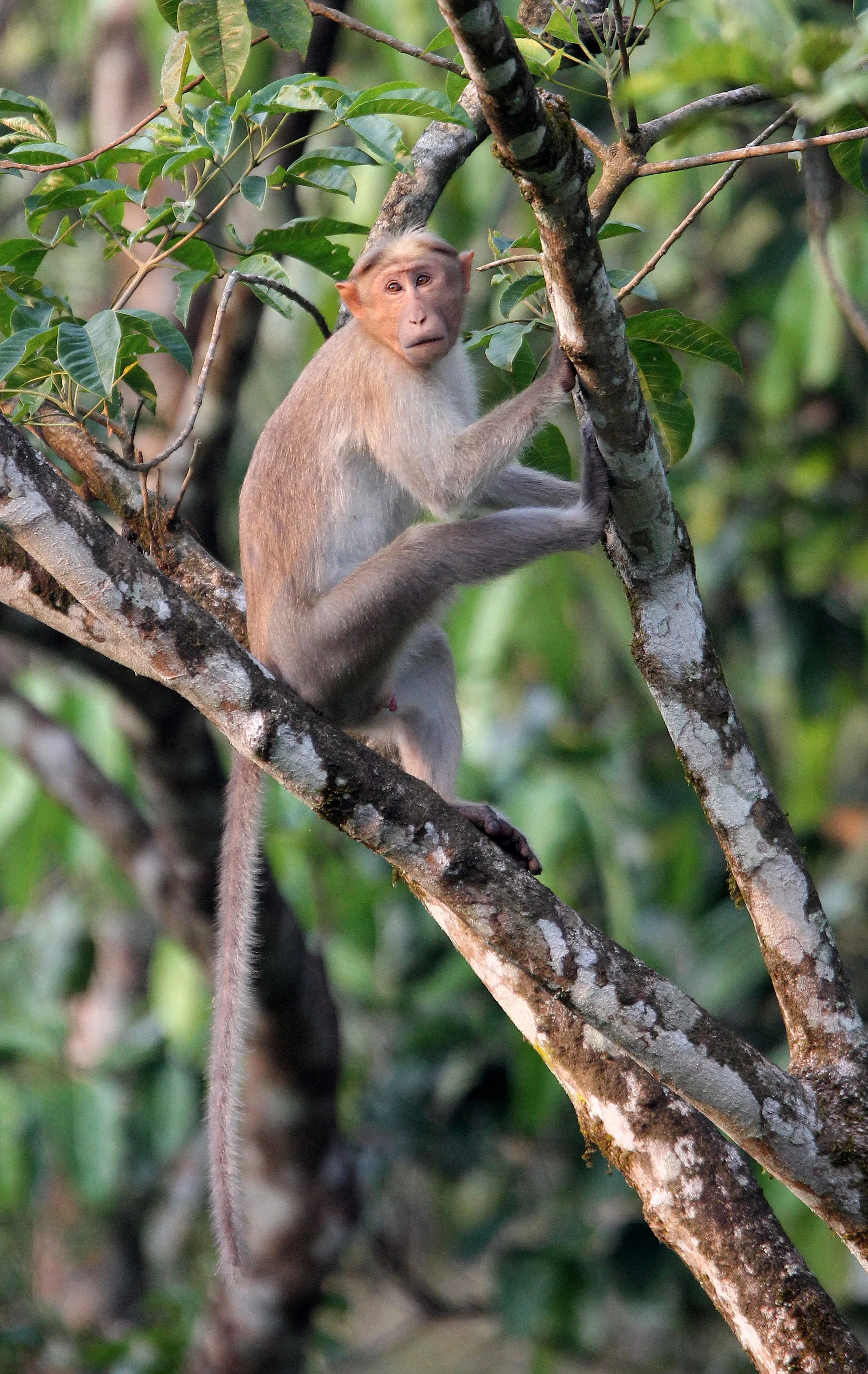 CERCOPITHECIDAE - Macaca radiata radiata - SOUTHERN BONNET MACAQUE - THATTEKAD NATURE RESERVE KERALA INDIA (45).JPG