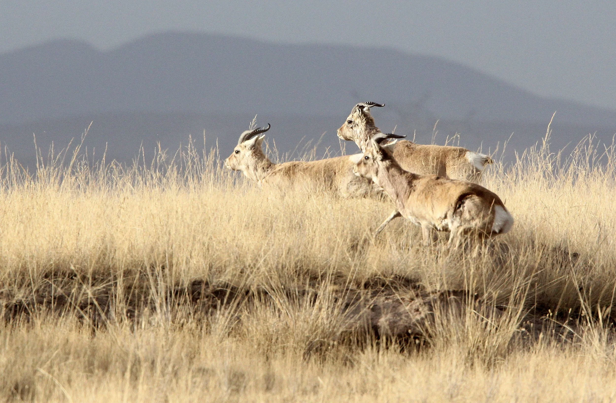 GAZELLE - PRZEWALSKI'S GAZELLE - Procapra przewalskii - QINGHAI LAKE CHINA (143).JPG