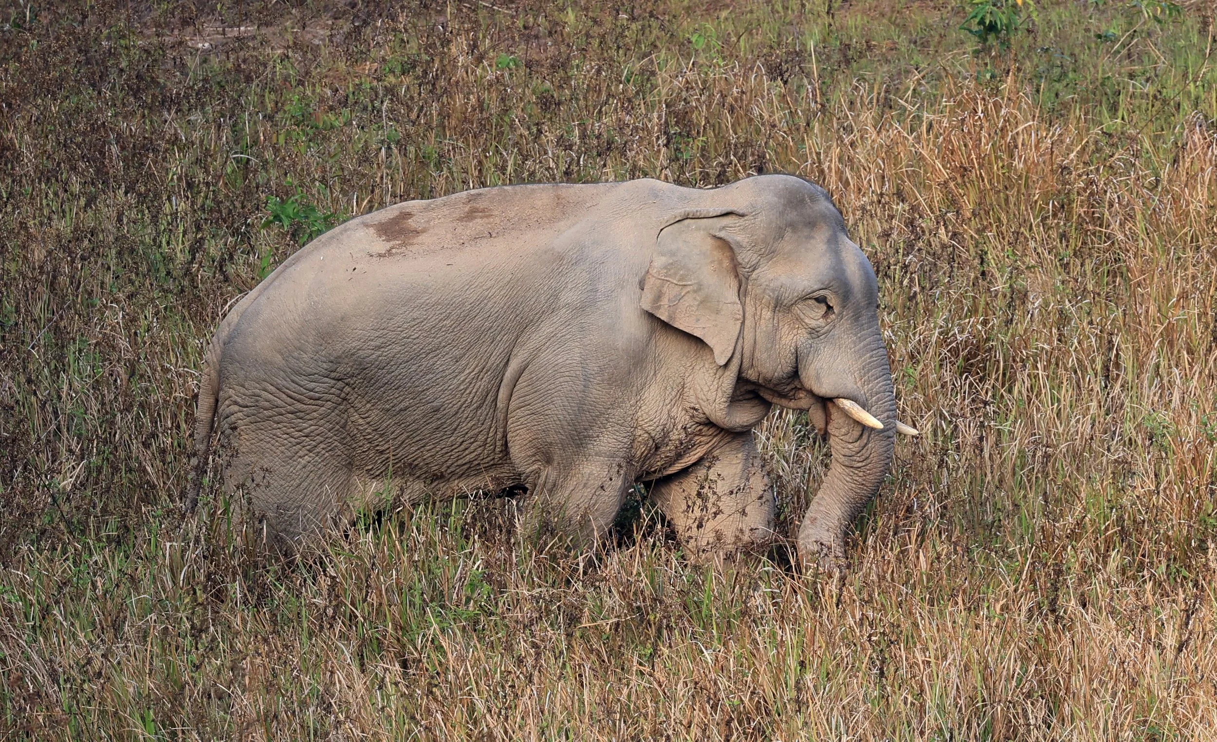 Asian Elephant (Elephas maximus) Khao Yai National Park, Thailand (108).jpg