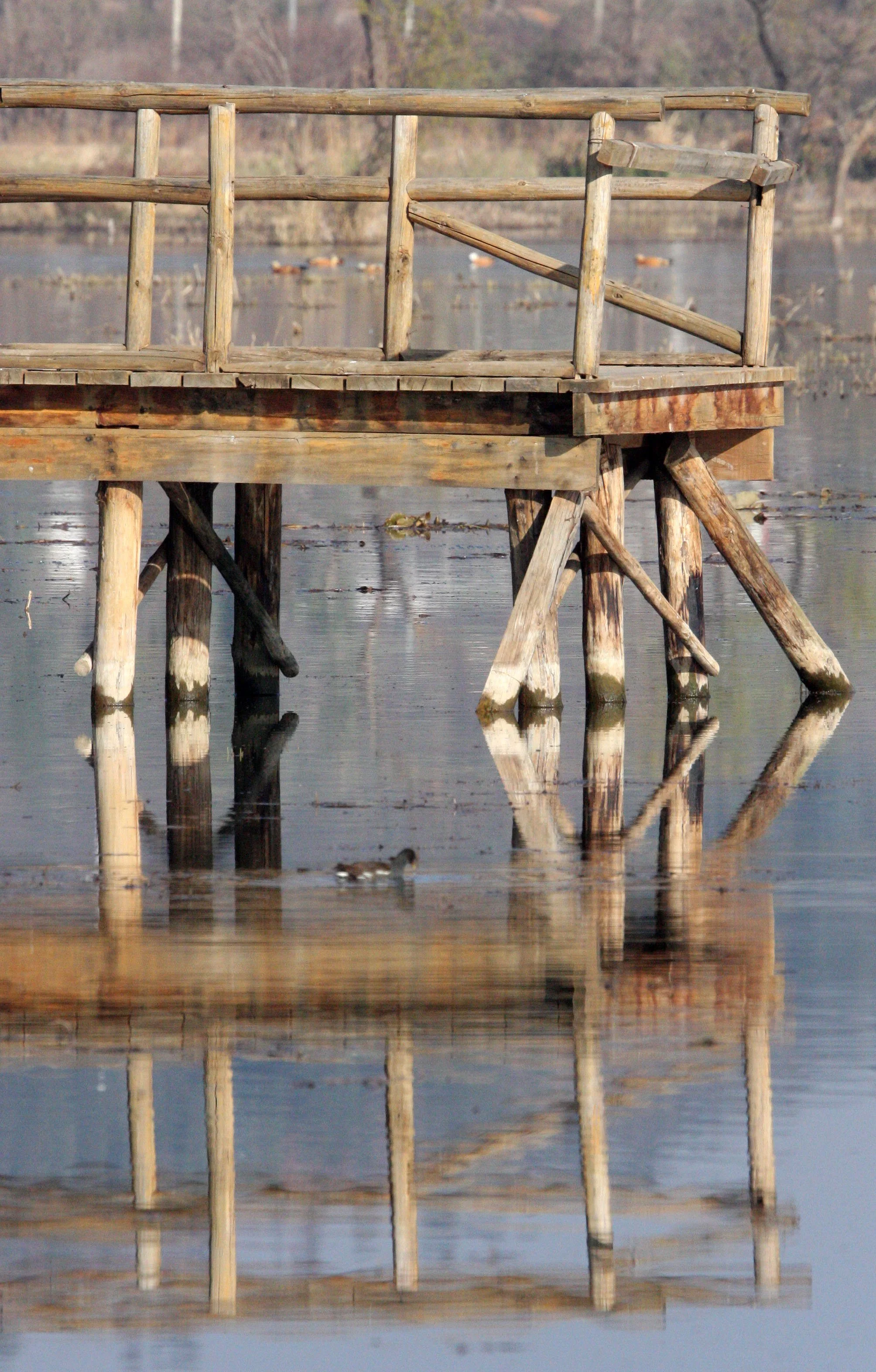 YUNNAN - DALI - WETLANDS NEAR DALI (5).JPG
