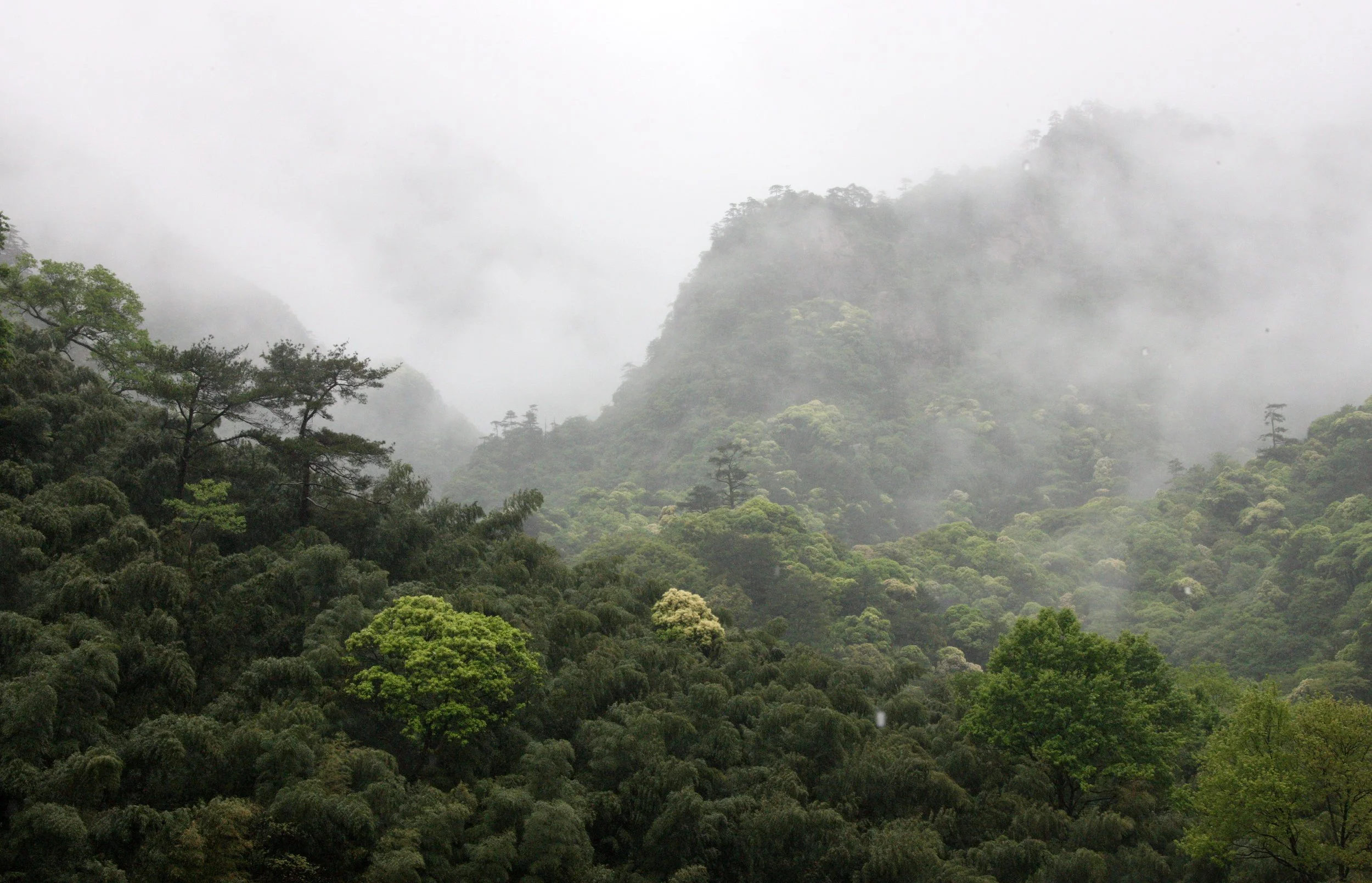 GUNIUJIANG NATURE RESERVE - ANHUI PROVINCE CHINA (3).JPG