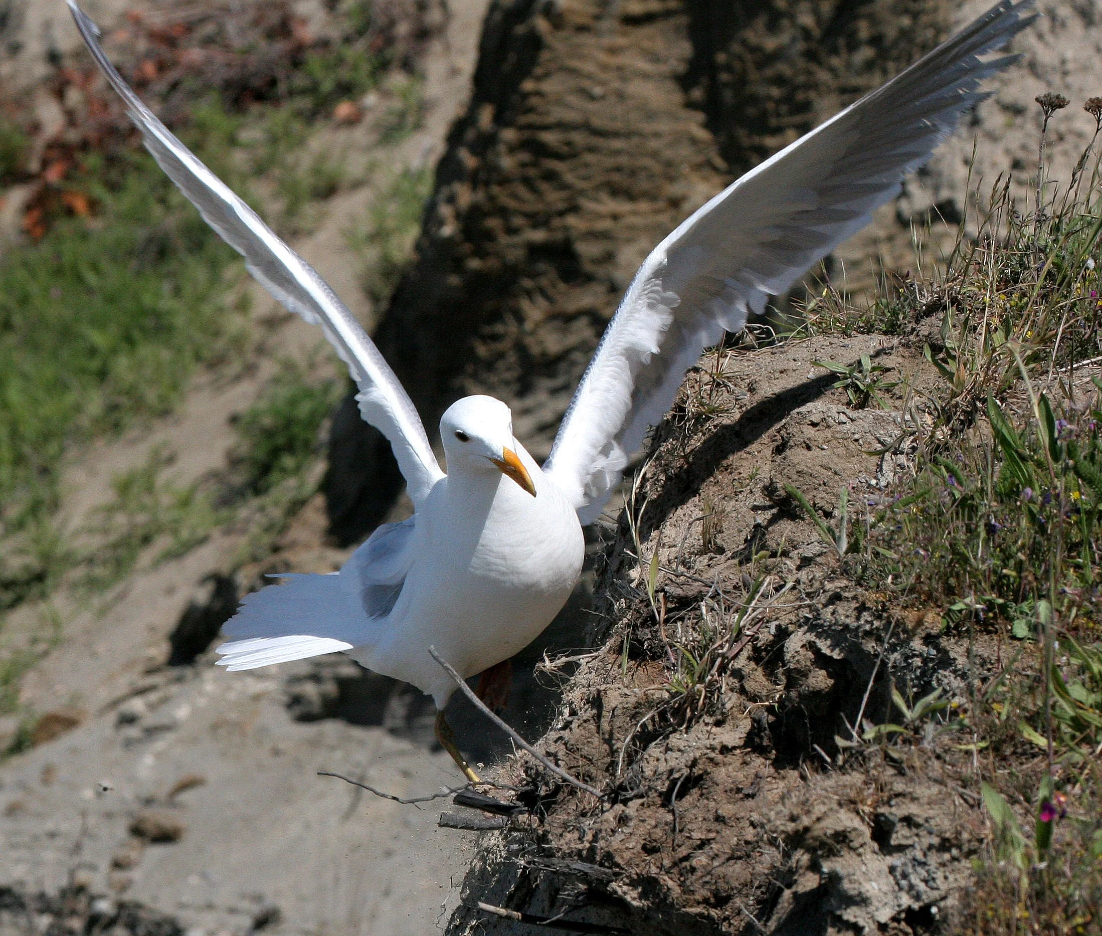 BIRD - GULL - GLAUCOUS WINGED GULL - DUNGENESS SPIT WILDLIFE RESERVE WA (28).JPG