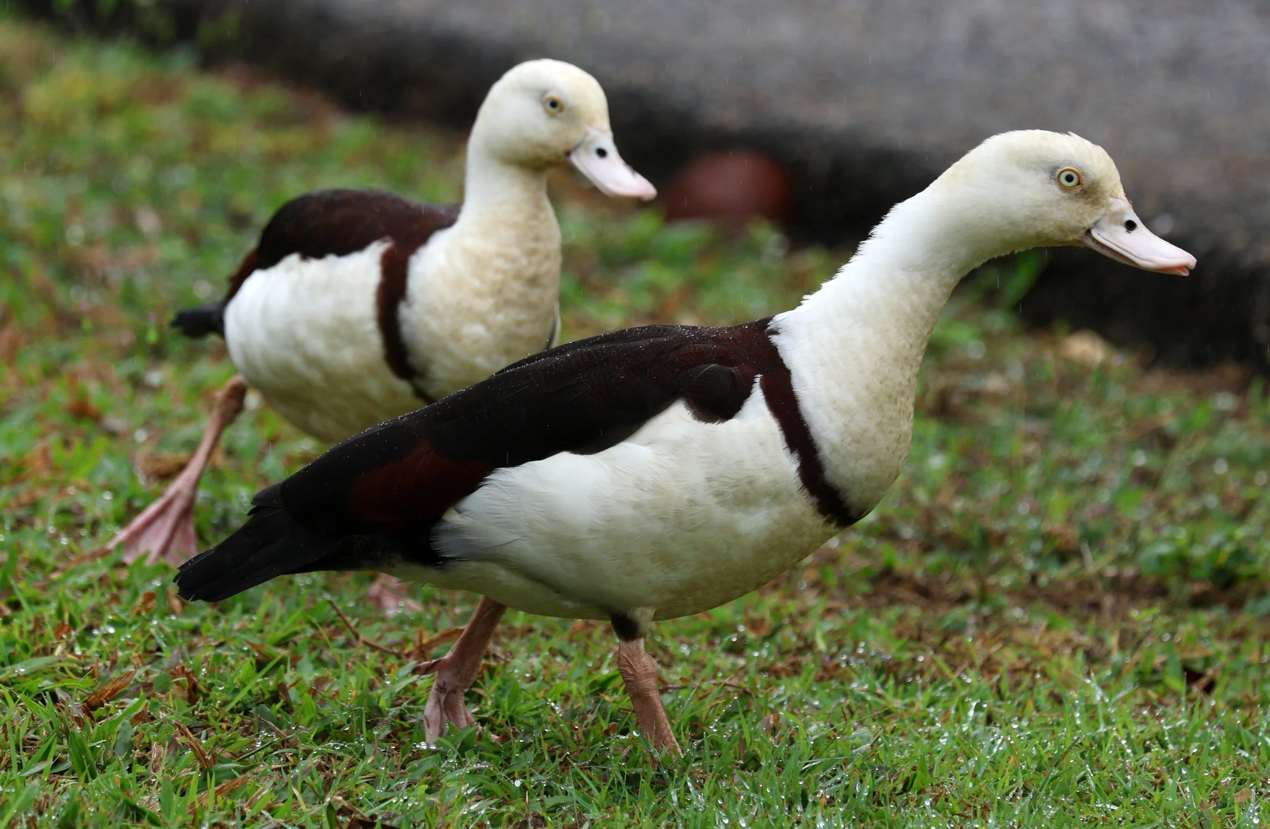 Radjah Shelduck (Tadorna radjah) Daintree Town, Daintree River - Queensland (36).jpg