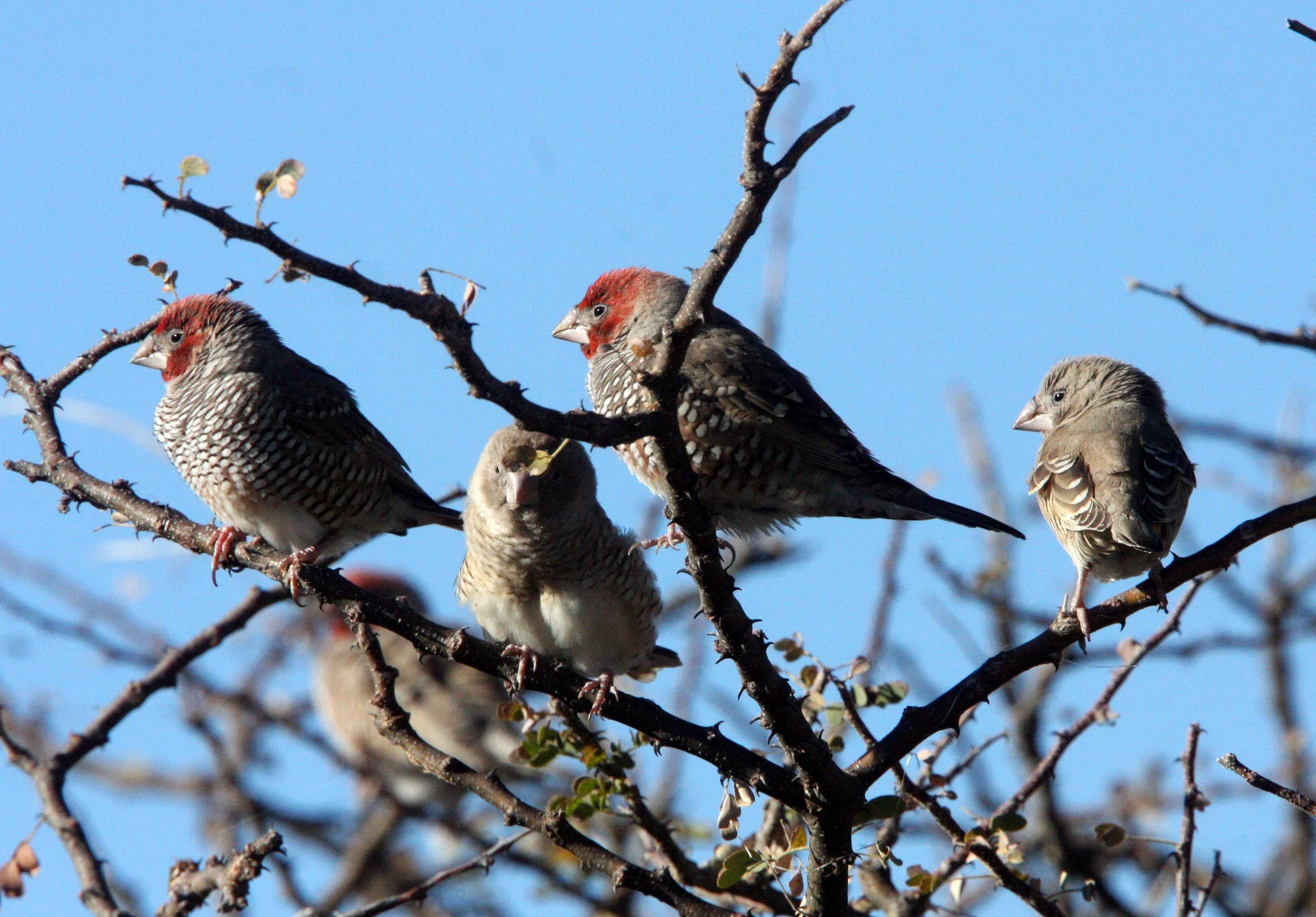 Red-headed Finch (Amadina erythrocephala) Etosha NP, Namibia