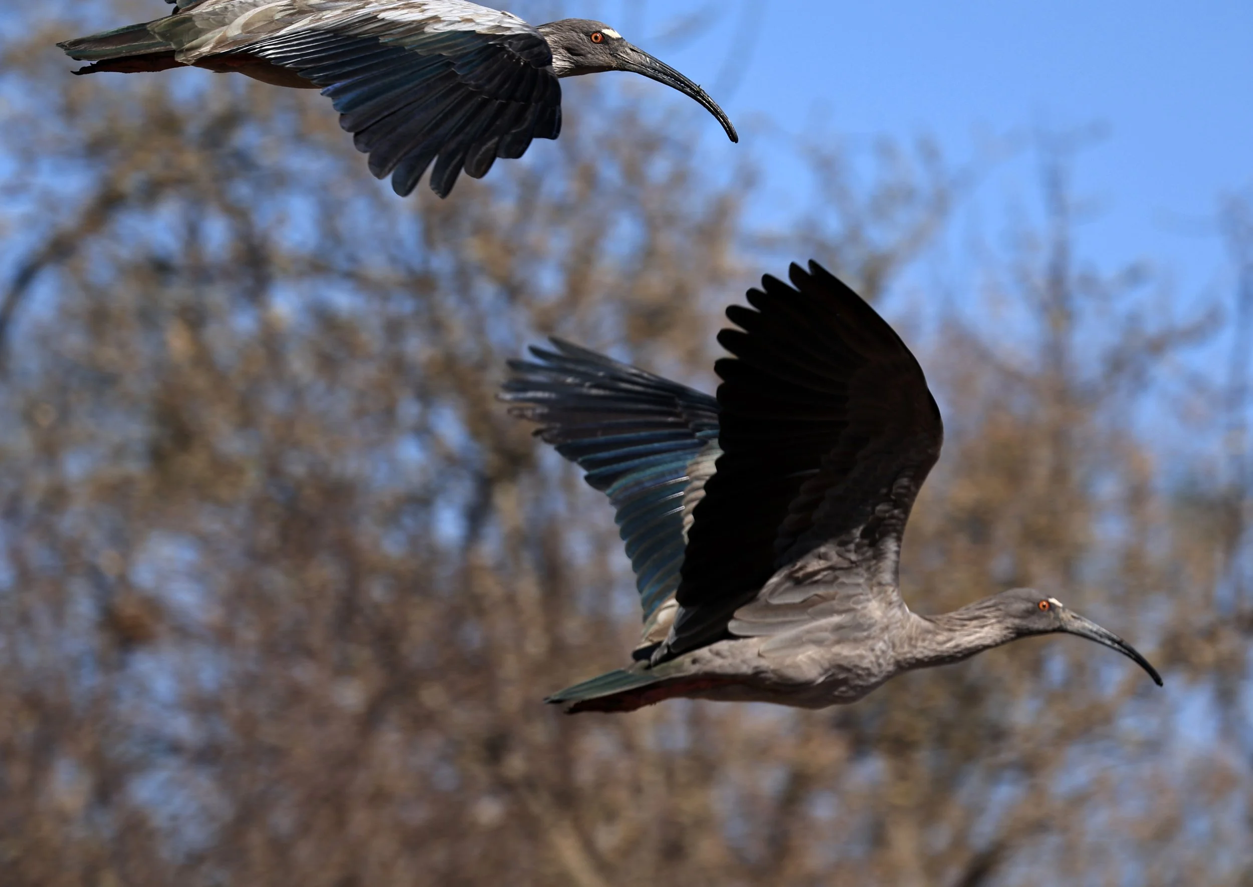 Plumbeous Ibis (Theristicus caerulescens) Agua Dulce Paraguay (5).jpg
